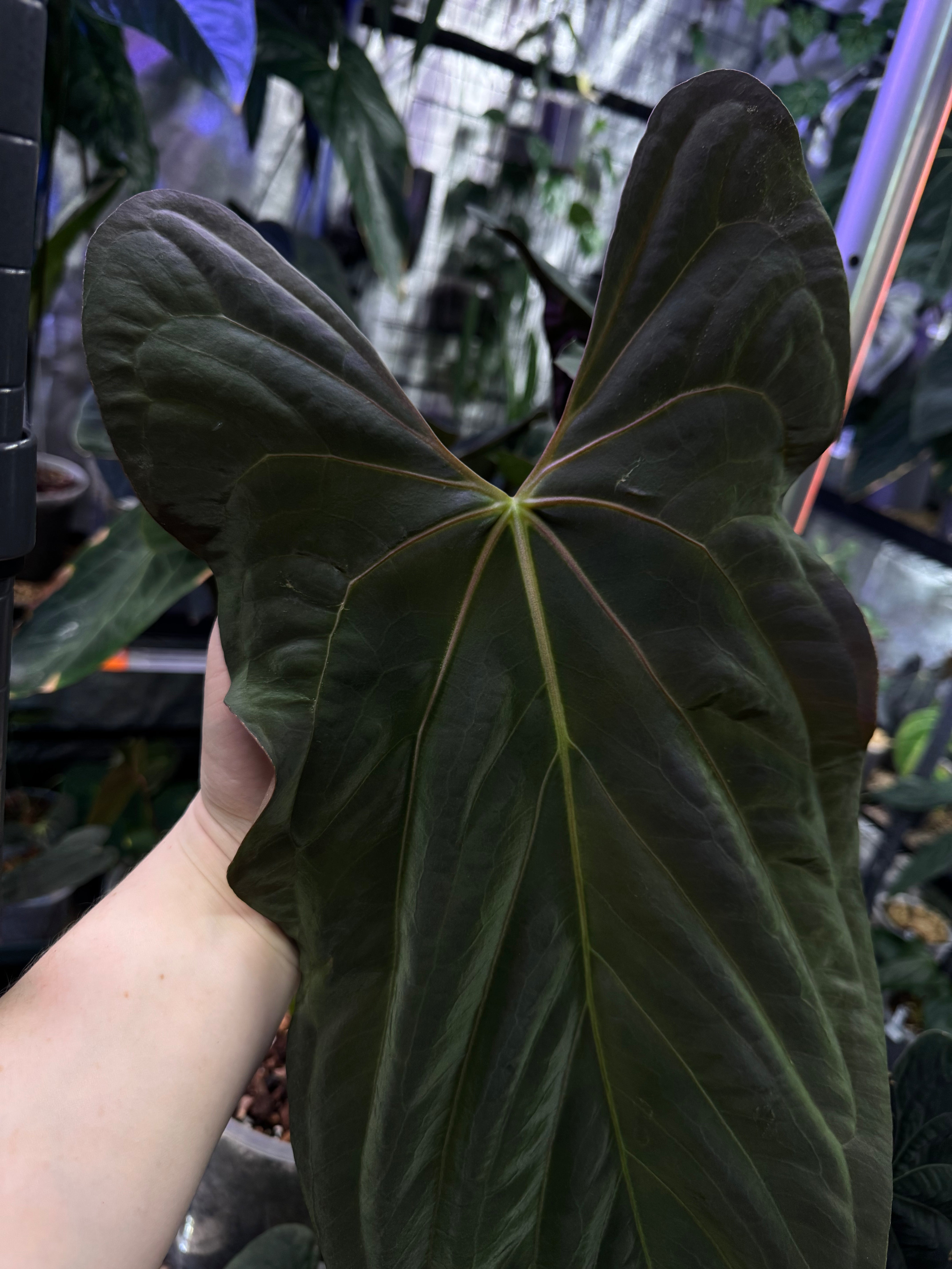 NFS: Anthurium Papillilaminum (Ree Gardens) #2