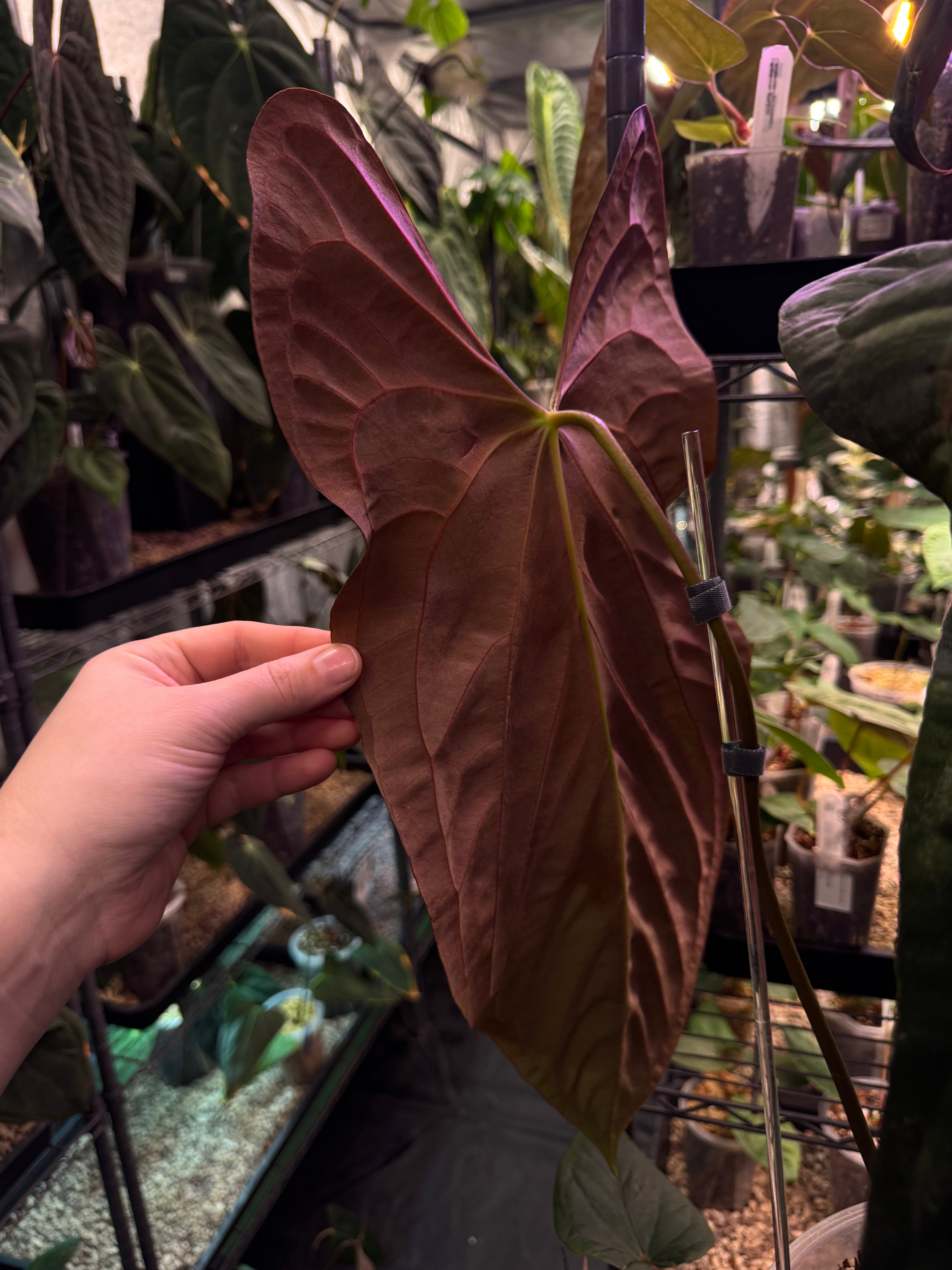 NFS: Anthurium Papillilaminum (Ree Gardens) #2