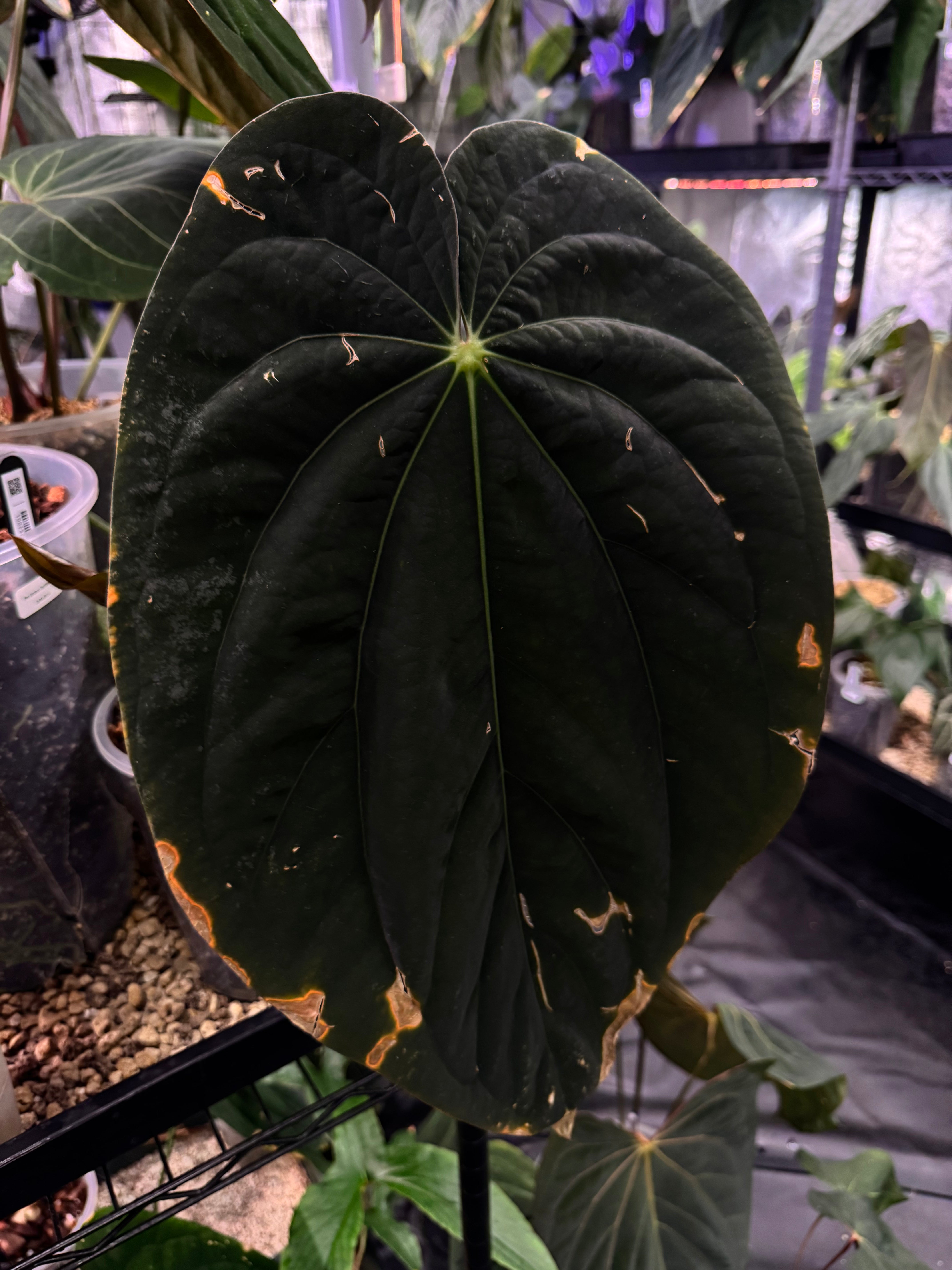 NFS: Anthurium BVEP 'Round' x RA1 #3