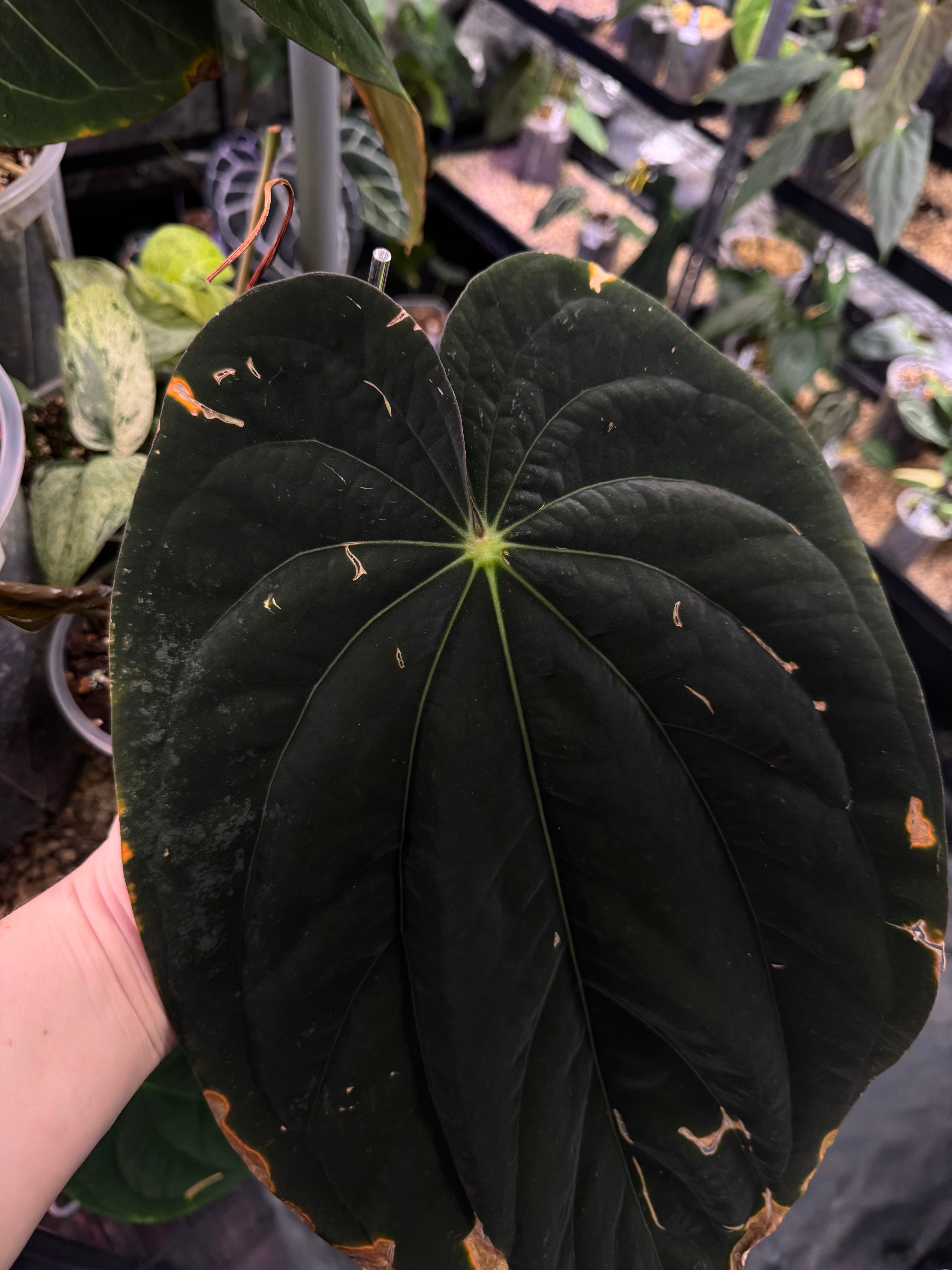 NFS: Anthurium BVEP 'Round' x RA1 #3