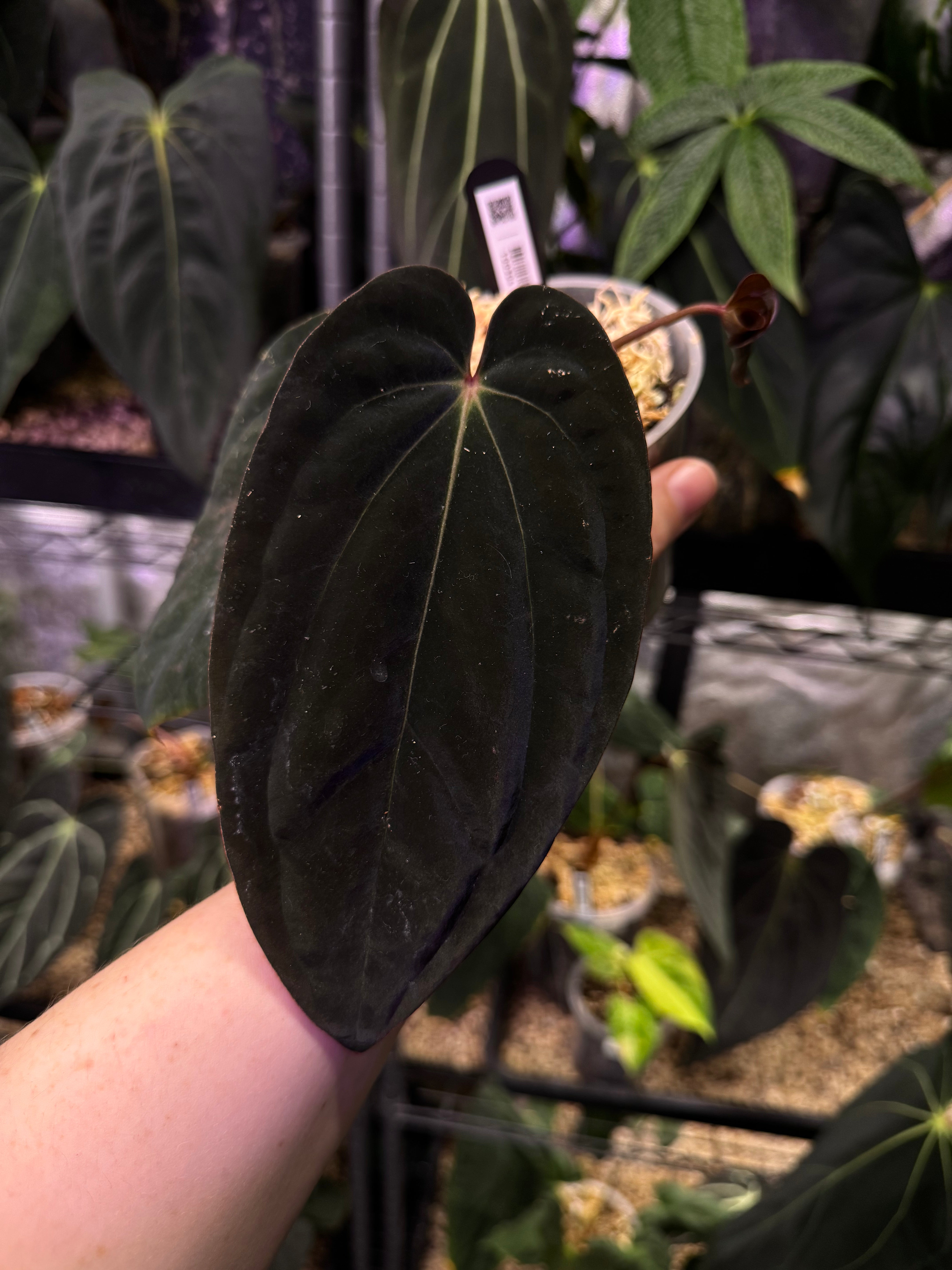 NFS: Anthurium BVEP 'Round' x RA1