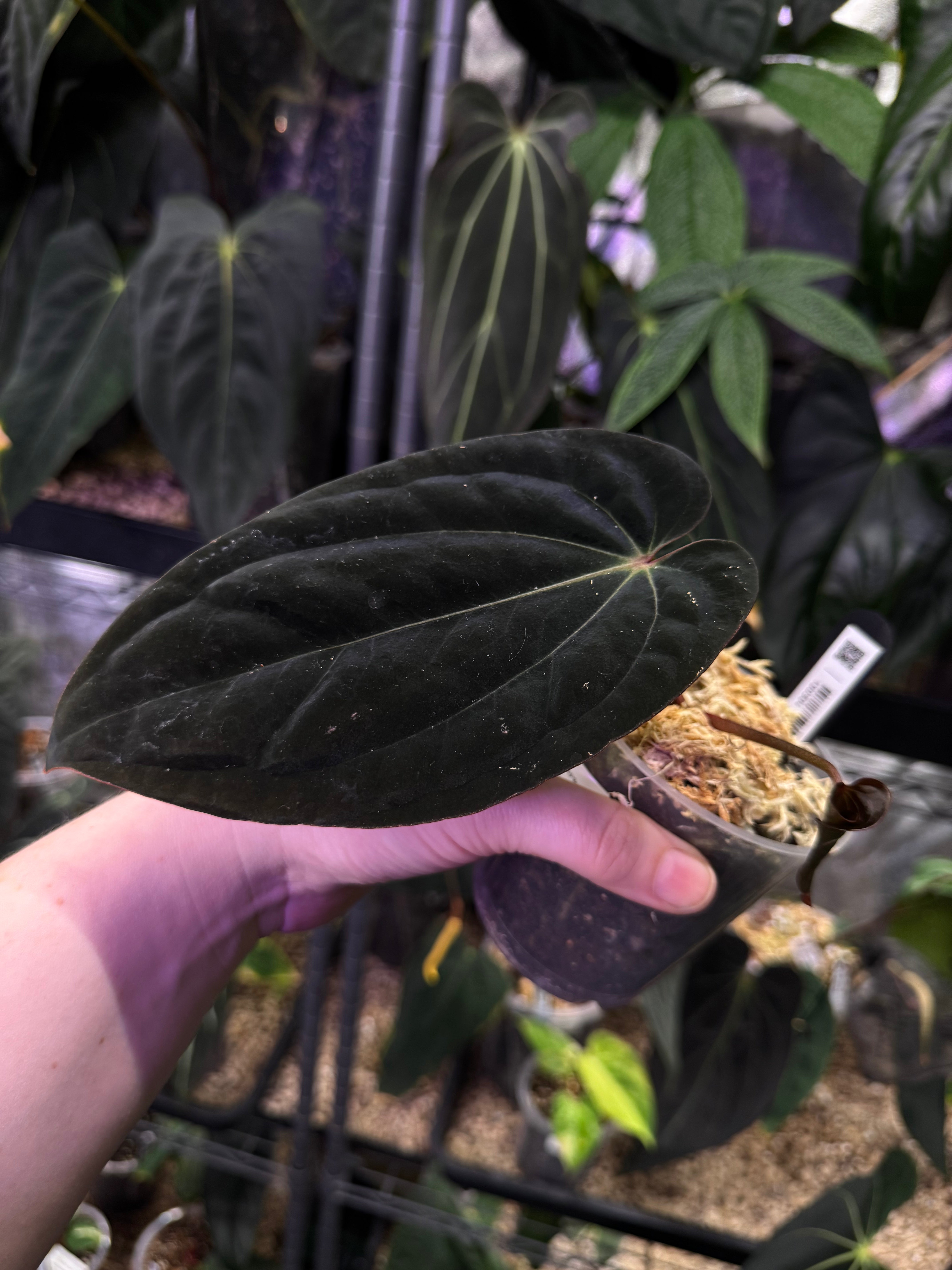 NFS: Anthurium BVEP 'Round' x RA1