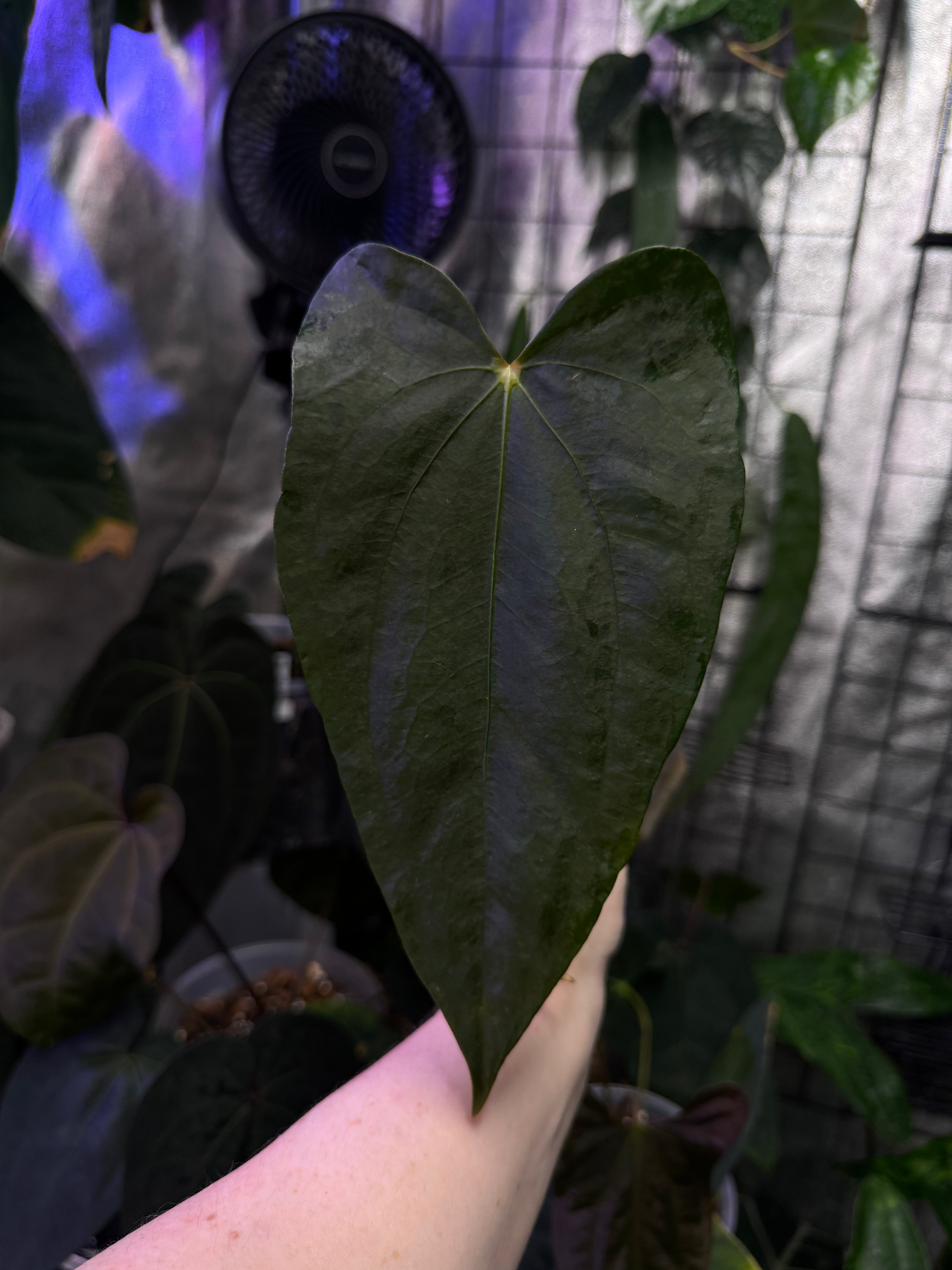 NFS: Anthurium sp. Nov DF