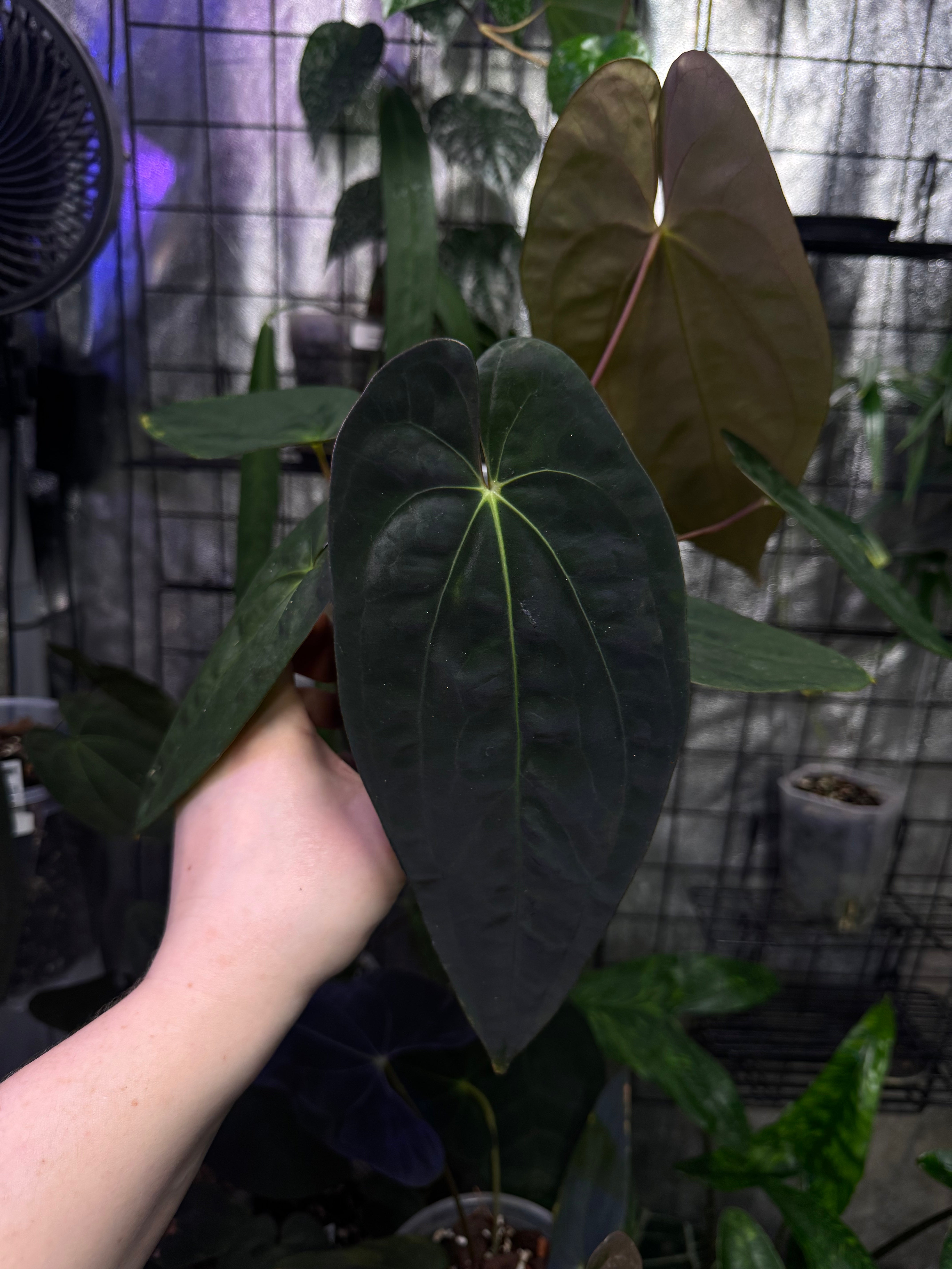 NFS: Anthurium Papillilaminum F1 'Lago Gatun'