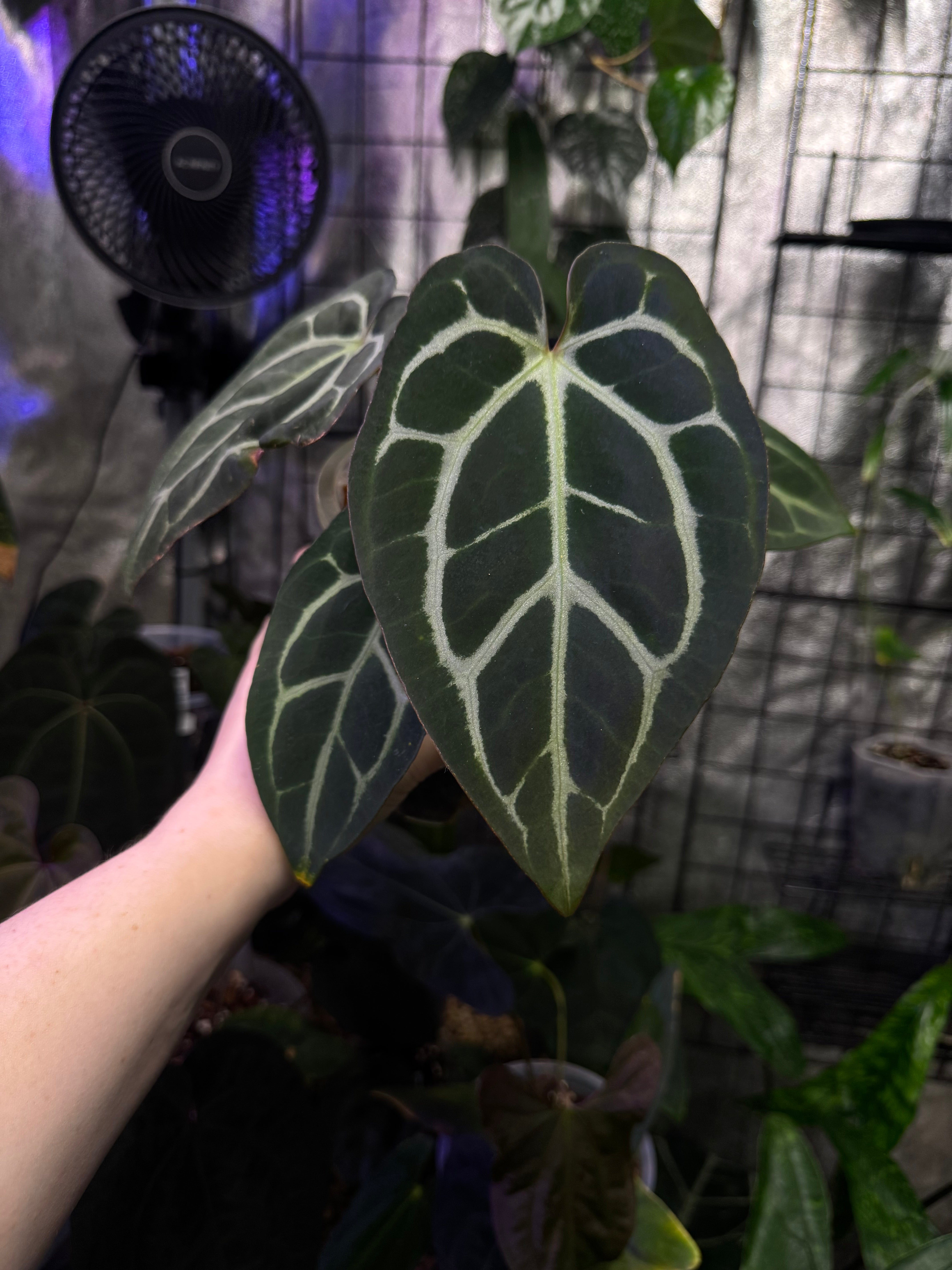 NFS: Anthurium Carlablackiae RA unnumbered