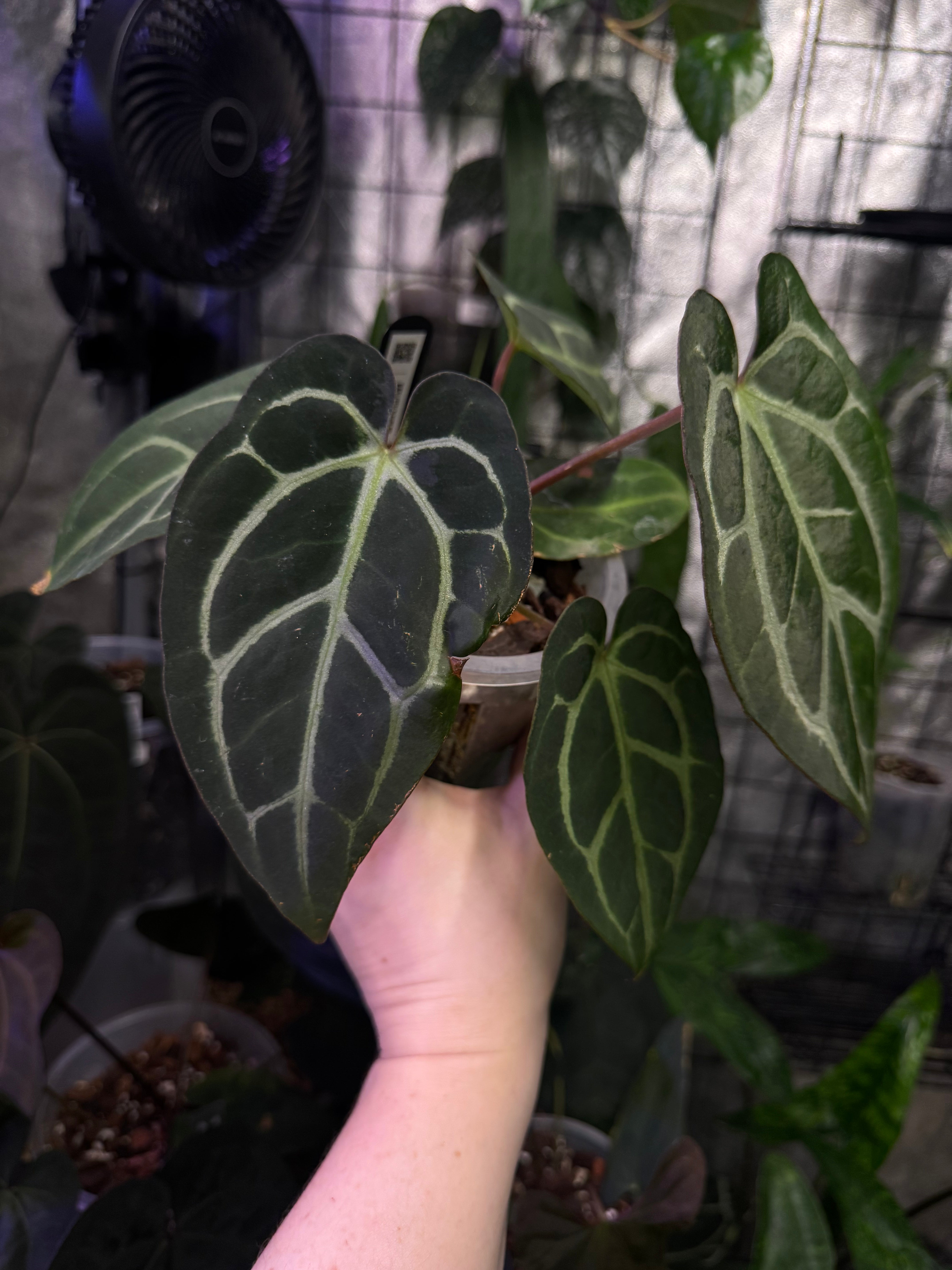 NFS: Anthurium Carlablackiae RA unnumbered