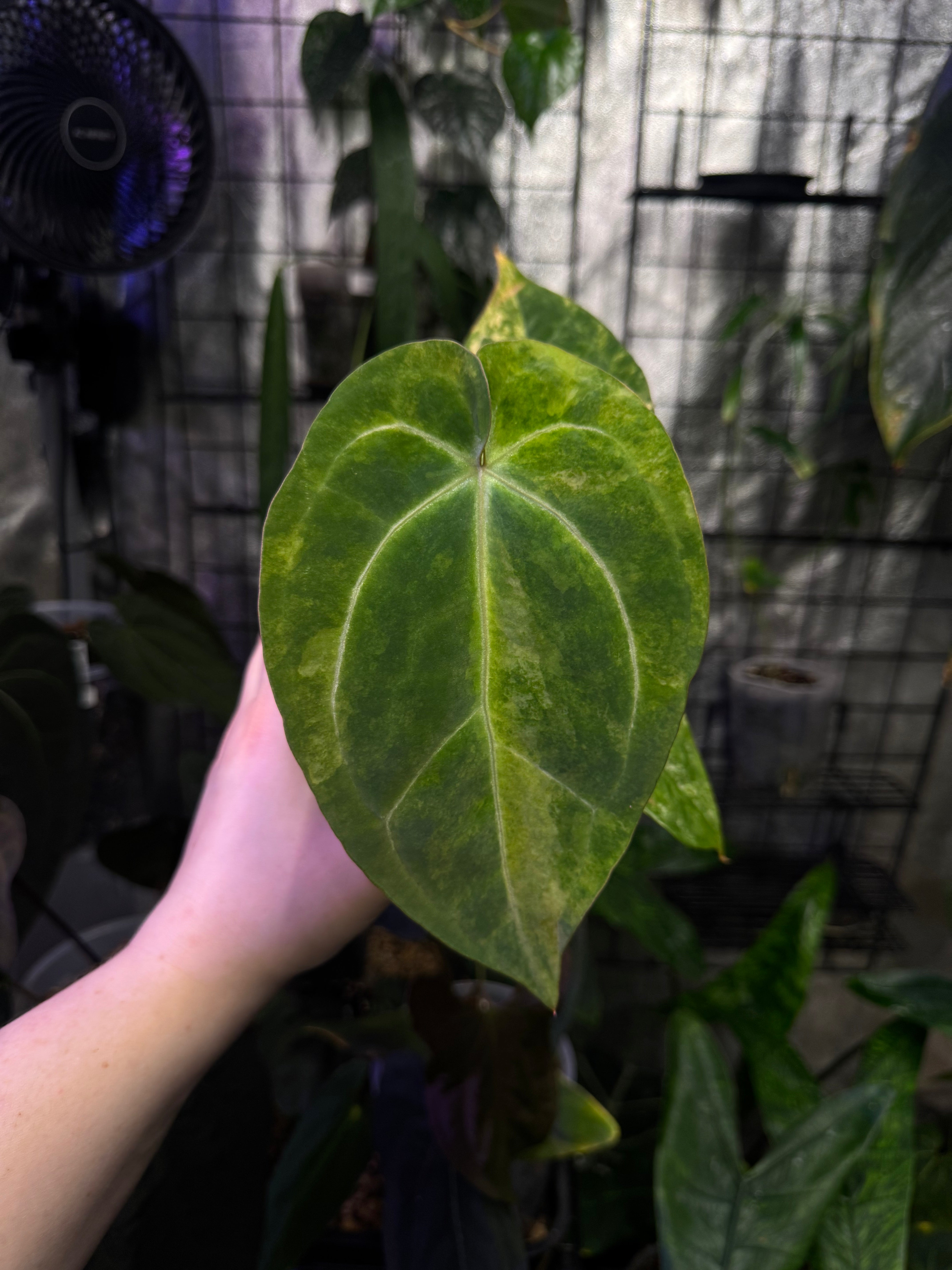 NFS: Anthurium Papillilaminum variegata x Ace of Spades Dark Form