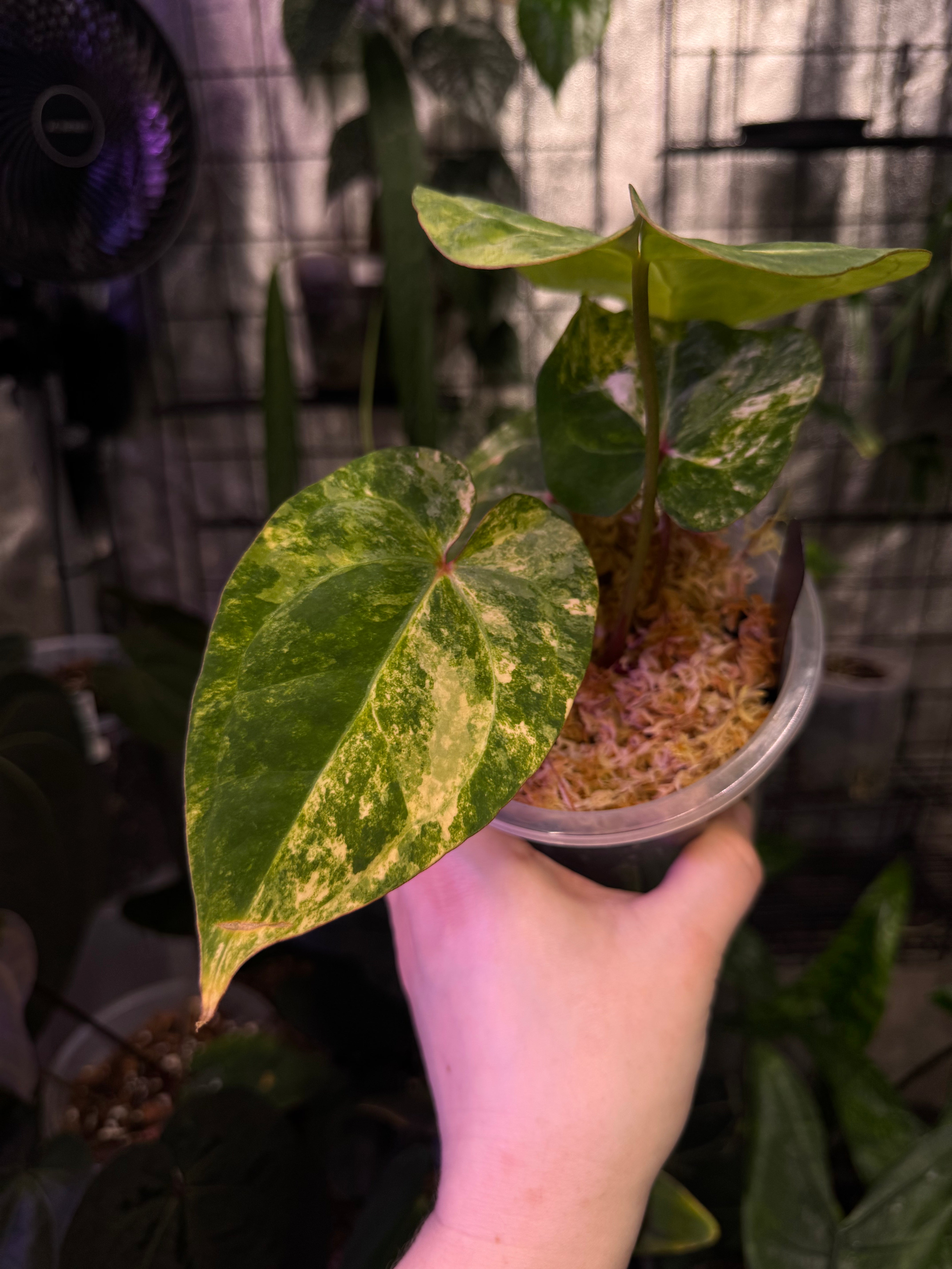 NFS: Anthurium Papillilaminum variegata x Ace of Spades Dark Form