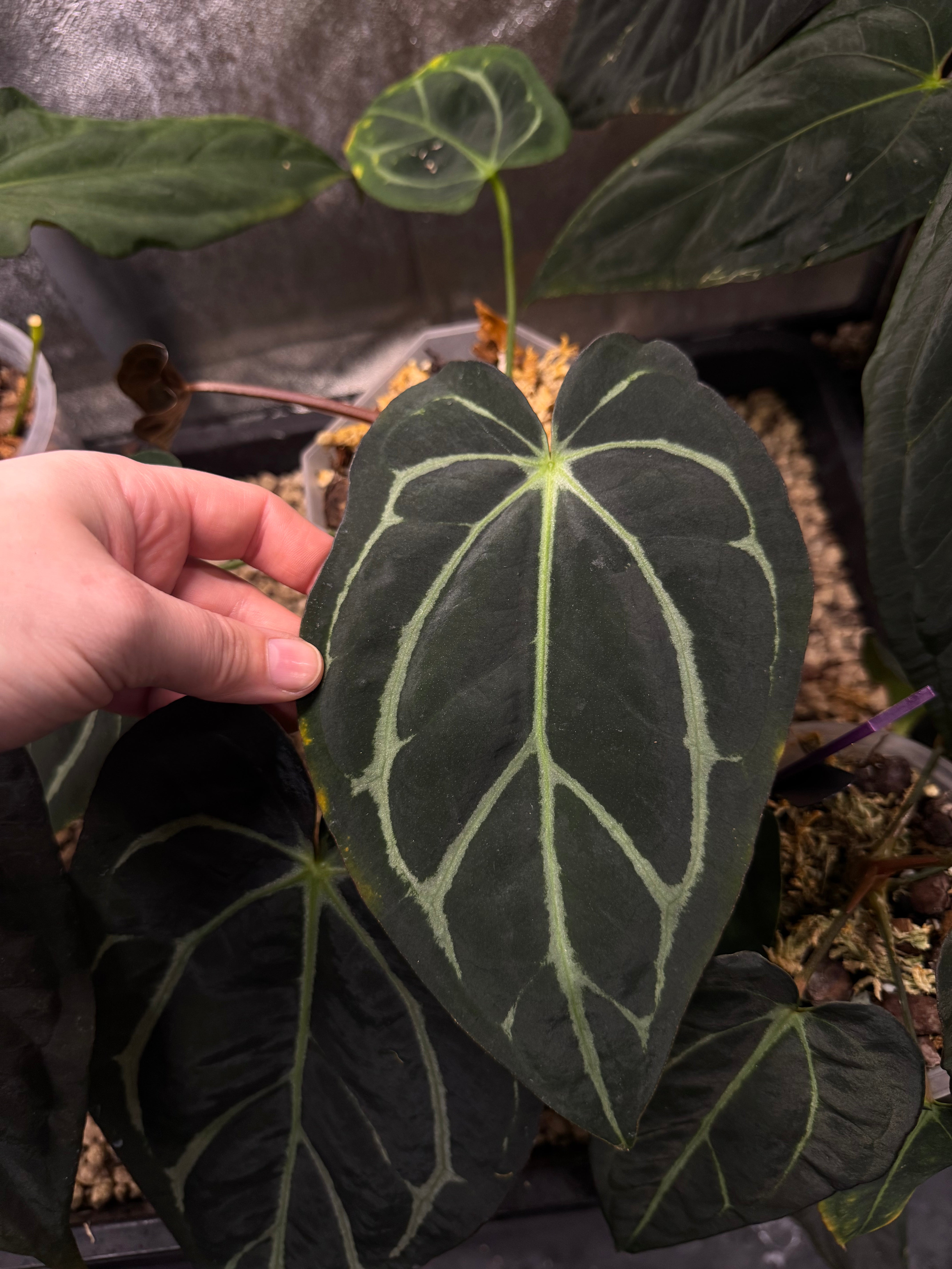 NFS: Anthurium Carlablackiae NSE