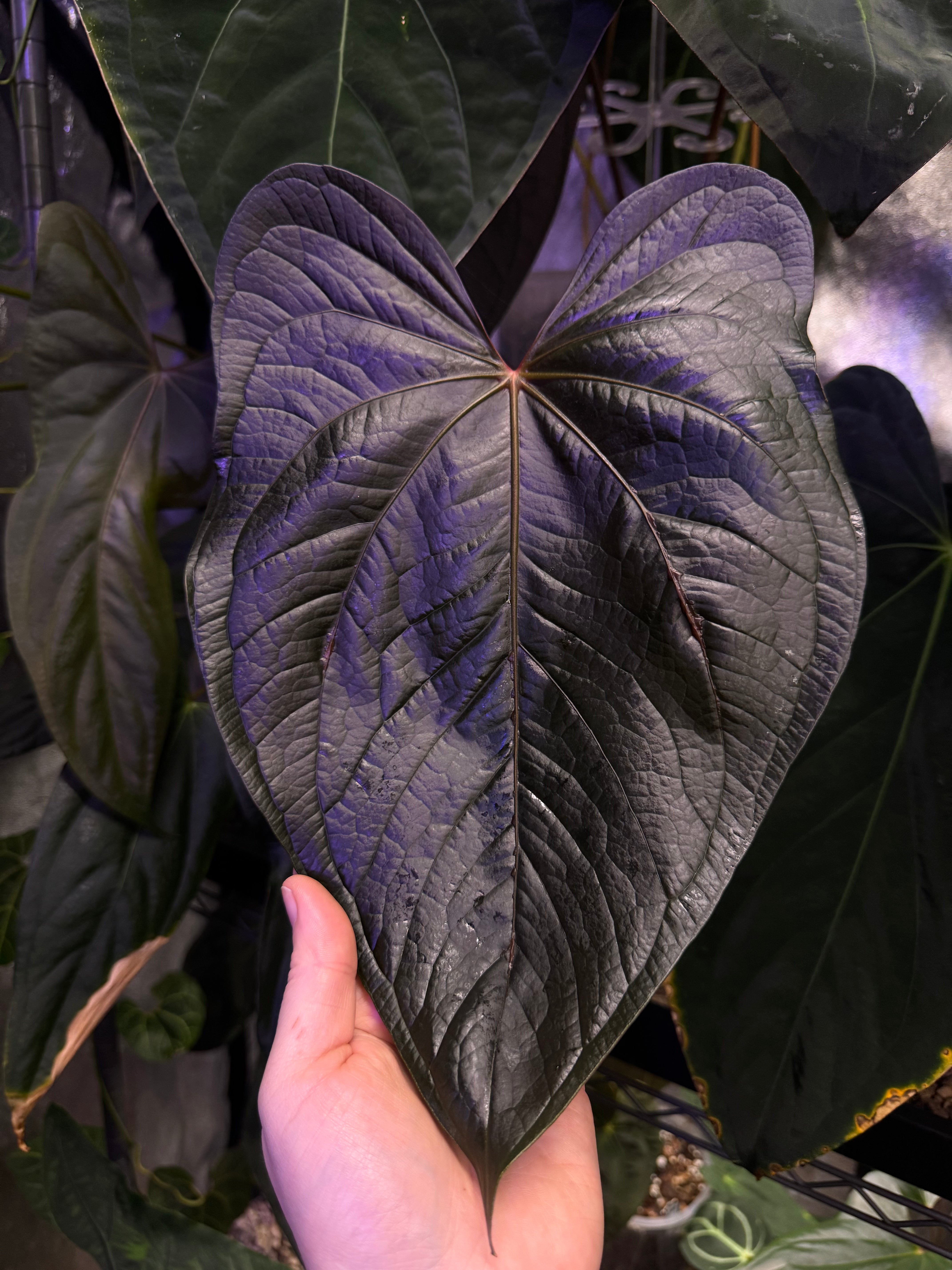 NFS: Anthurium Queen of Hearts