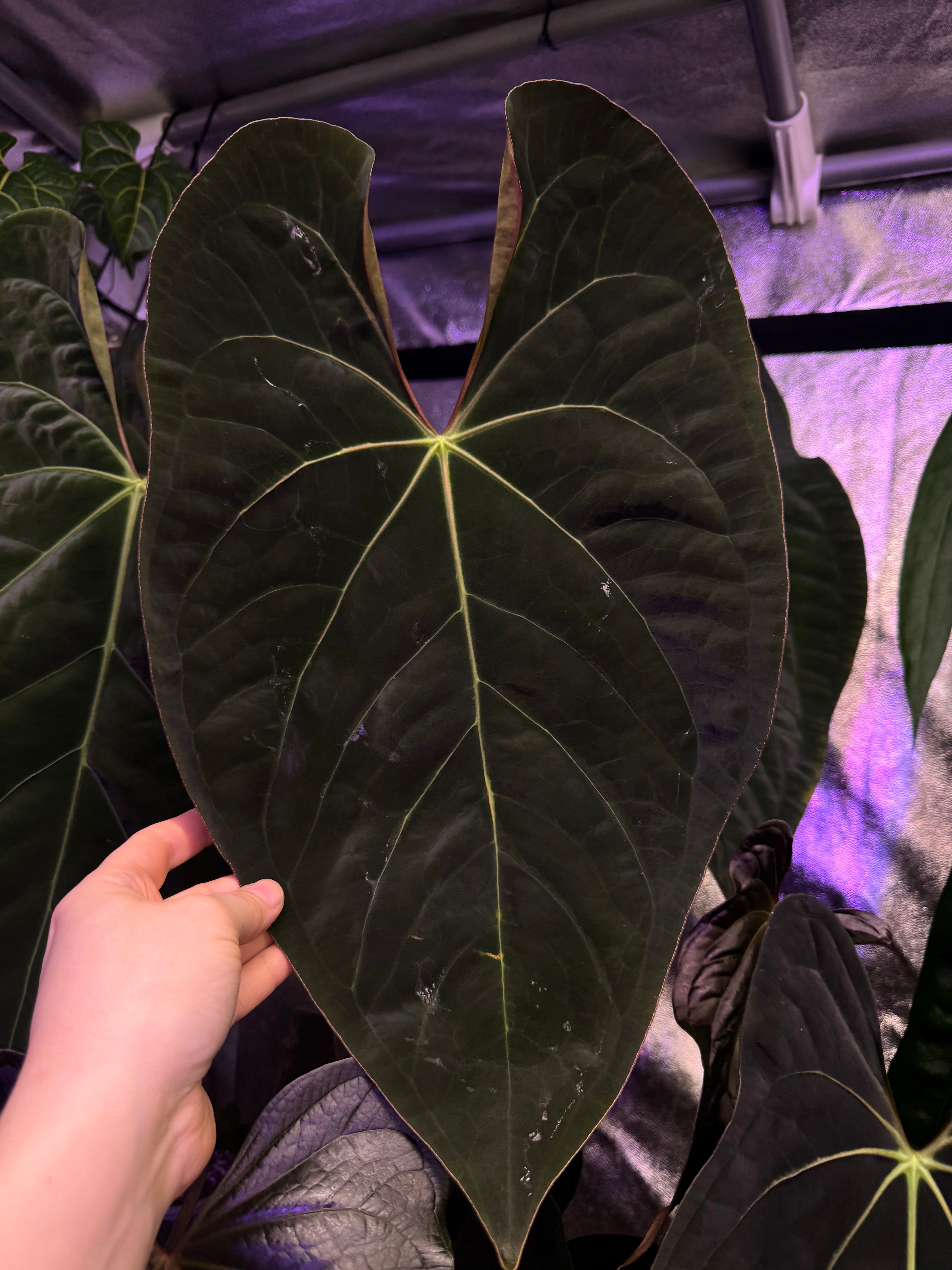 NFS: Anthurium Ace of Spades Dark Form x Papillilaminum 'Incurved lobes'