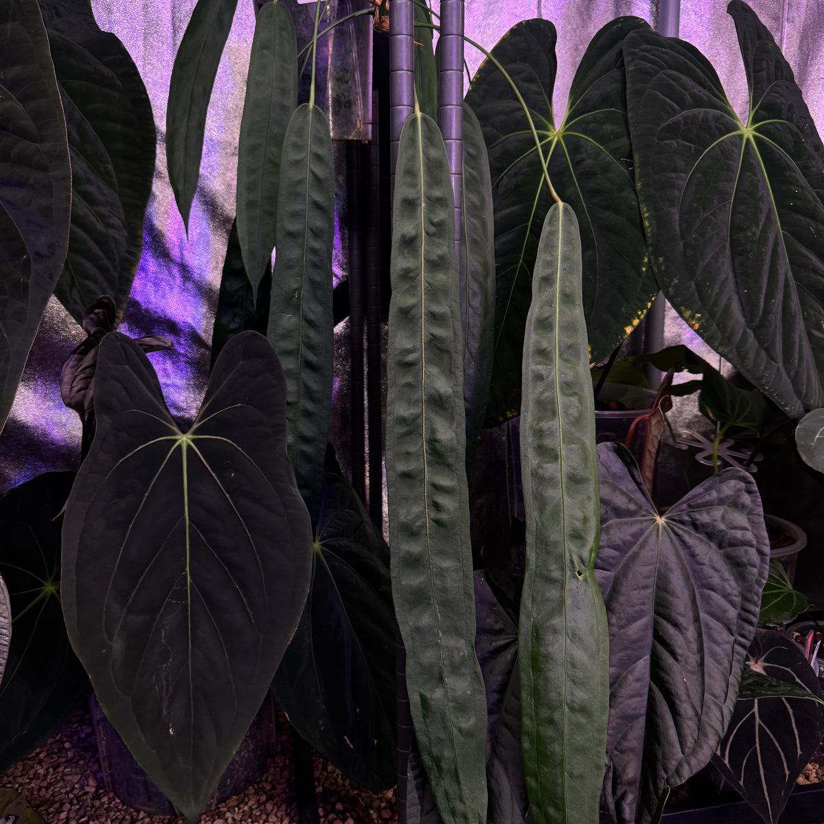 NFS: Anthurium Wendlingeri - Rare Finds for Refined Collections