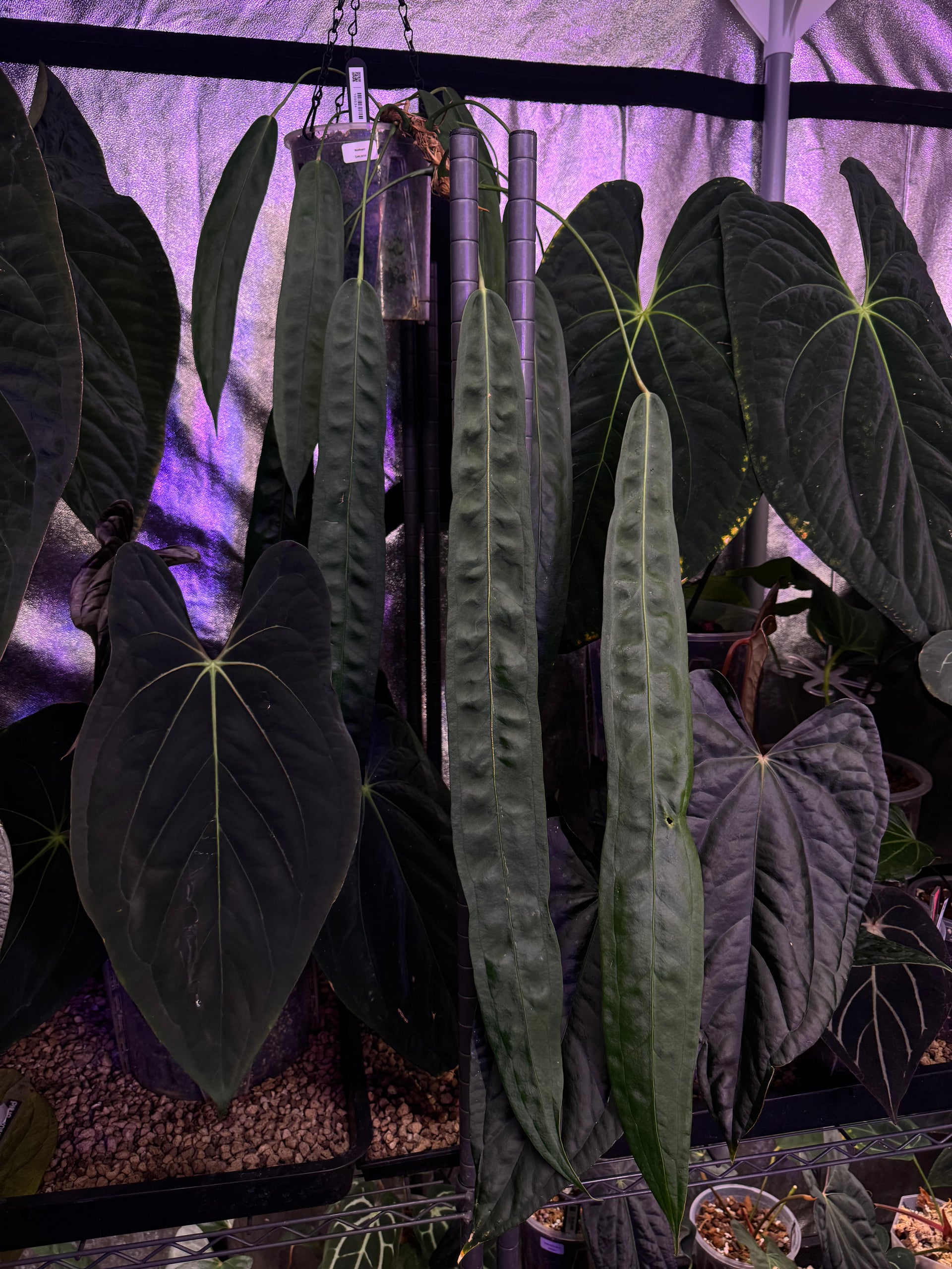 NFS: Anthurium Wendlingeri - Rare Finds for Refined Collections