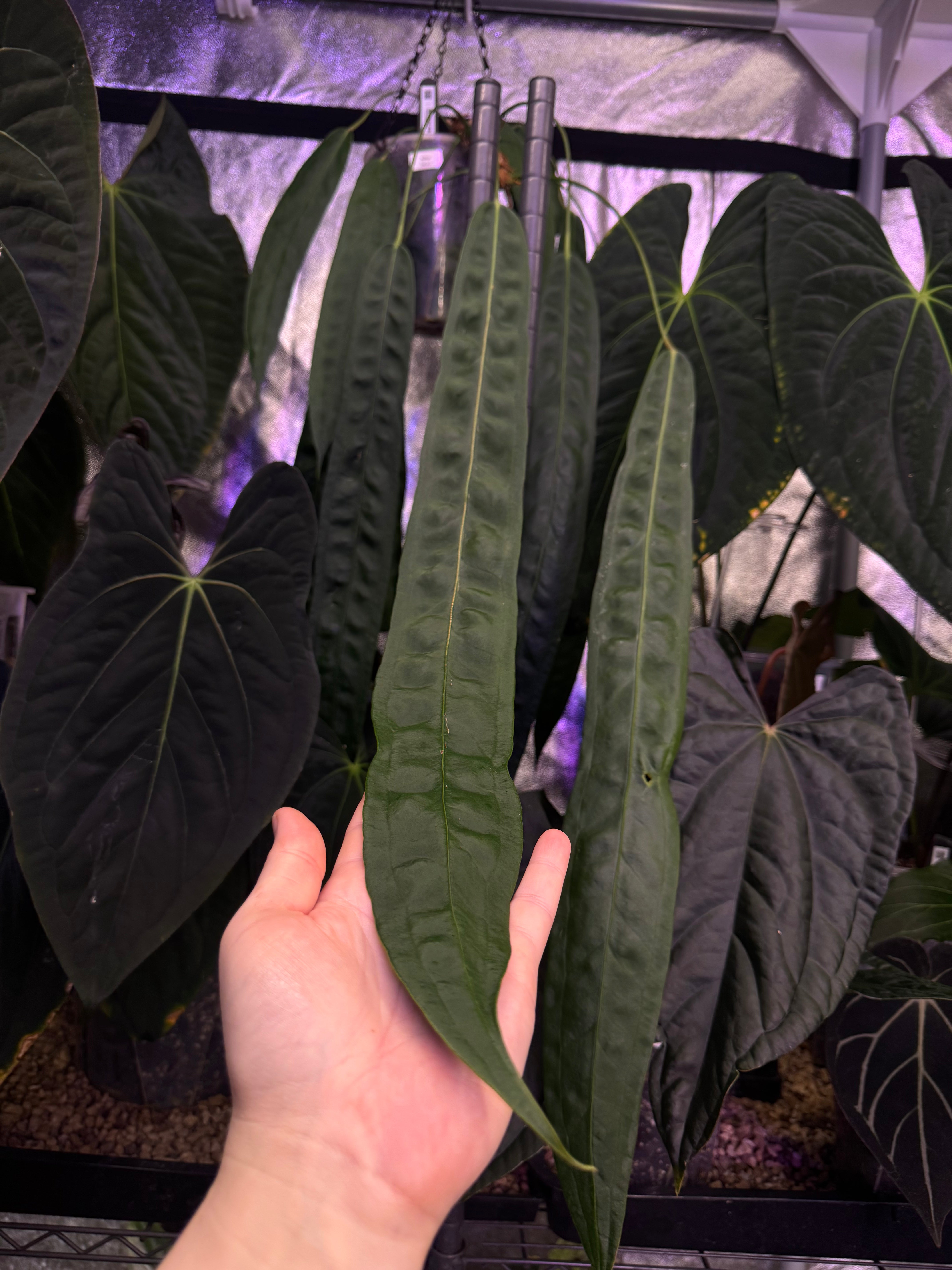 NFS: Anthurium Wendlingeri