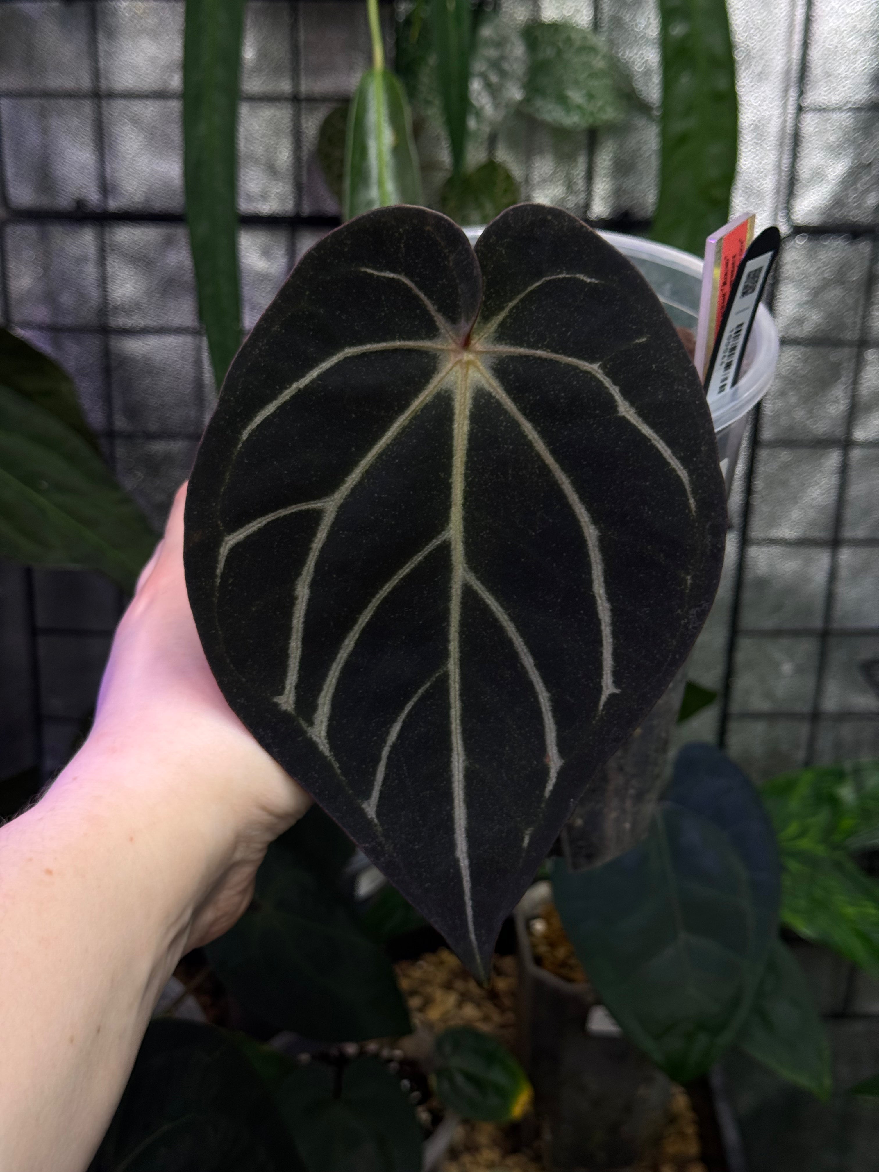 NFS: Anthurium Carlablackiae ‘Round’ x GPH-001 #3