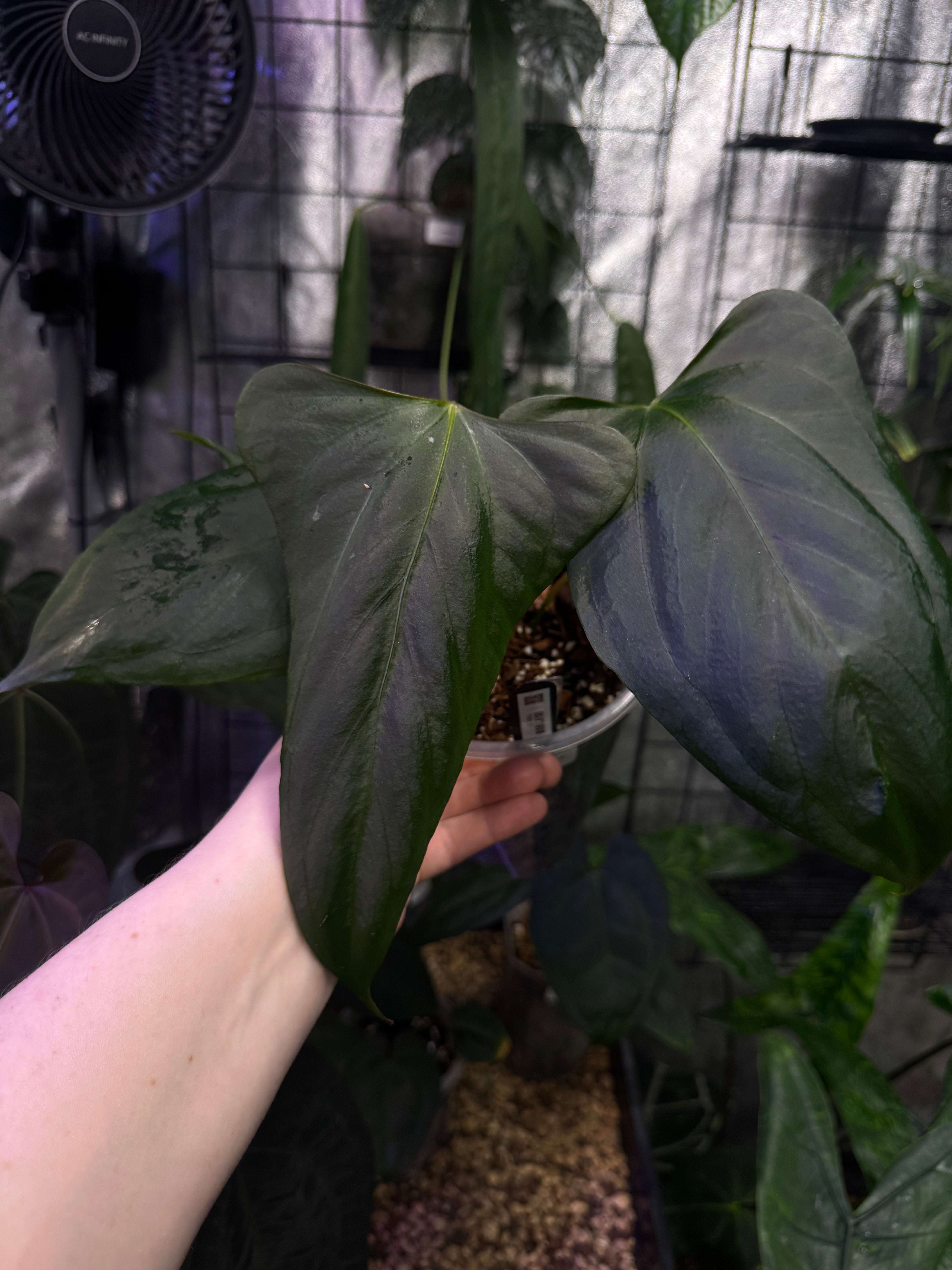 NFS: Anthurium Indo Portillae DF x self