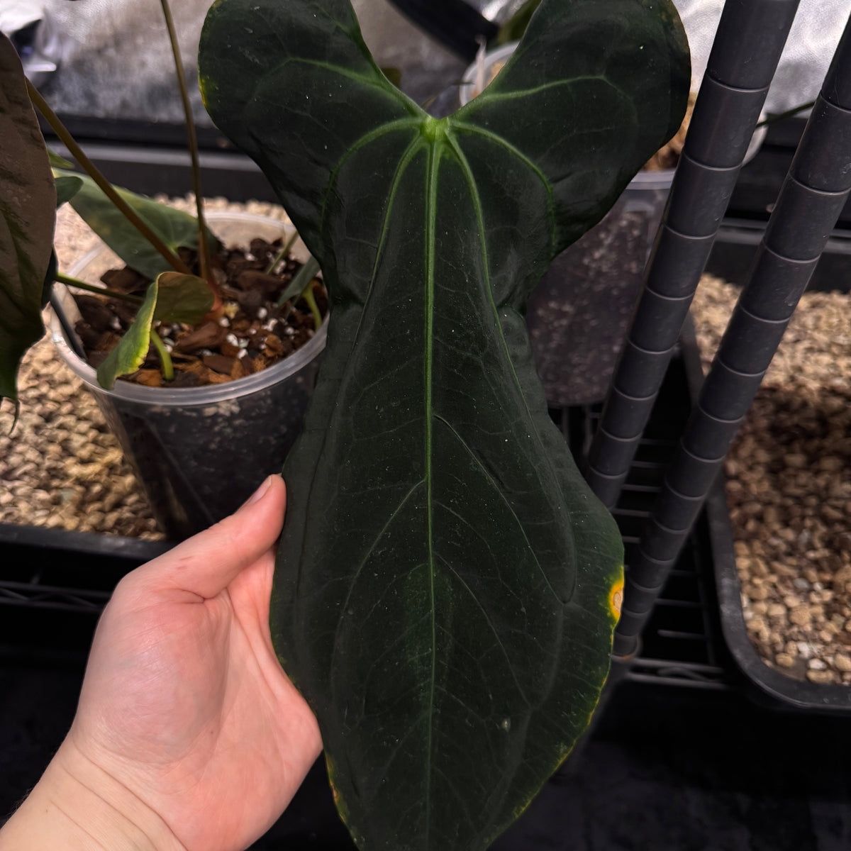 anthurium papillilaminum x subsignatum NFS: Anthurium Blue Papillilaminum x Fort Sherman