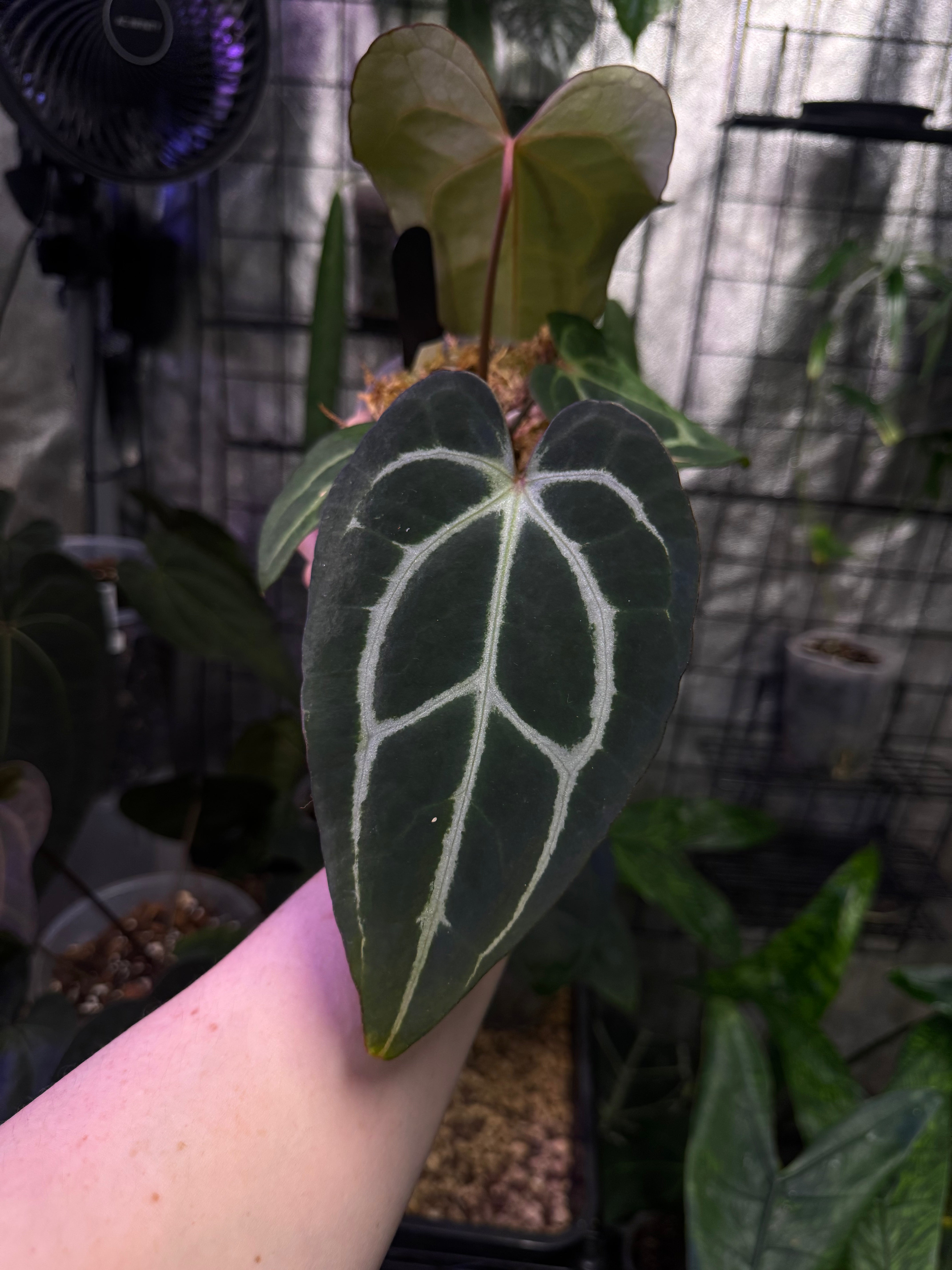 NFS: Anthurium Carlablackiae WU2 x self #2