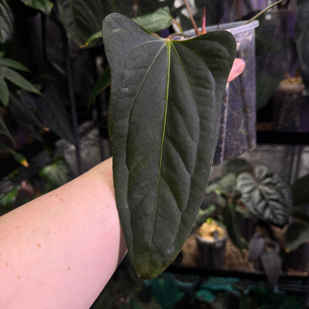 Anthurium Papi. FS（indo）/ Portillae X RL IMG-3151.heic?crop=center&