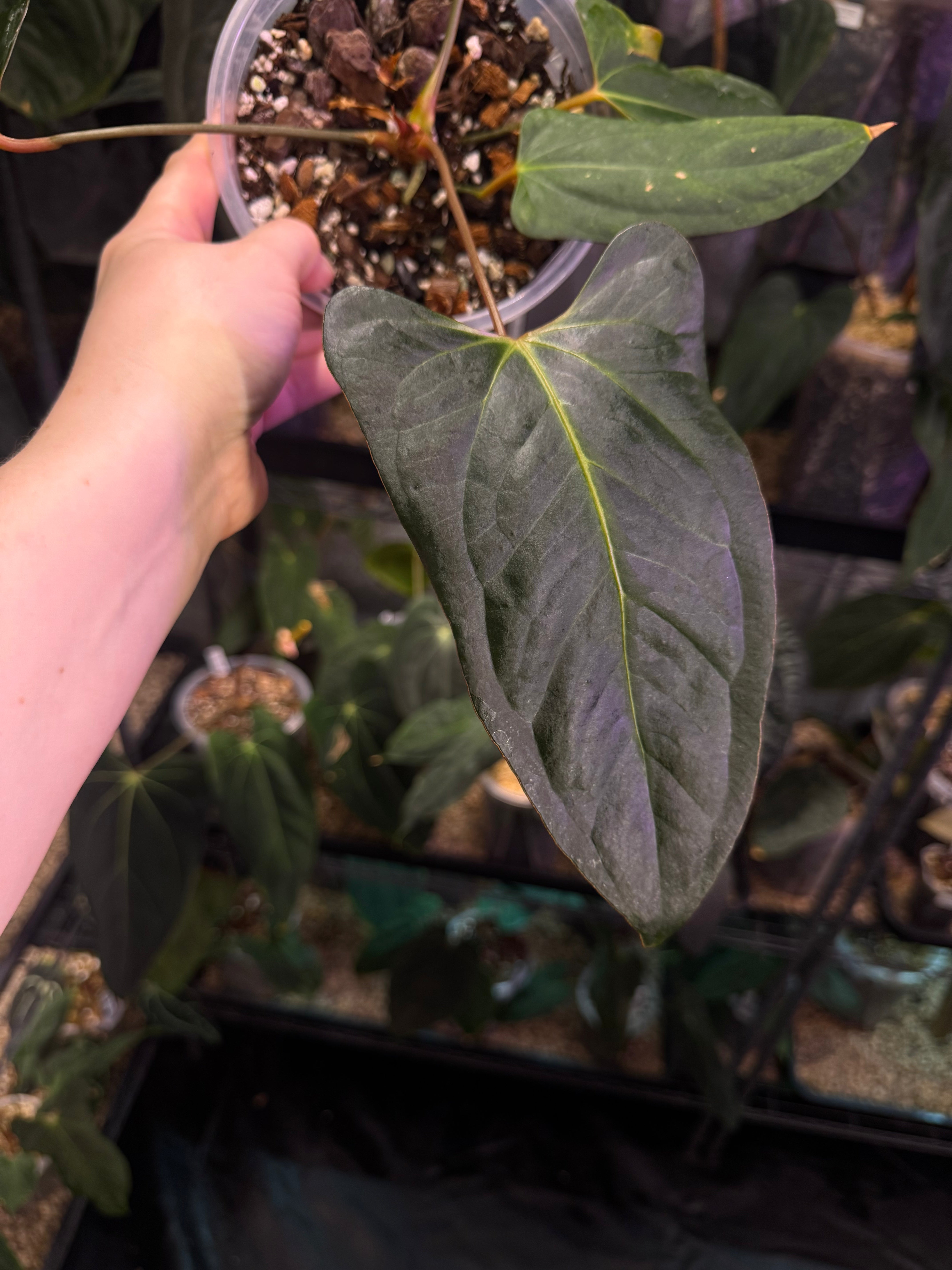 NFS: Anthurium Indo Portillae XDF x Indo Portillae