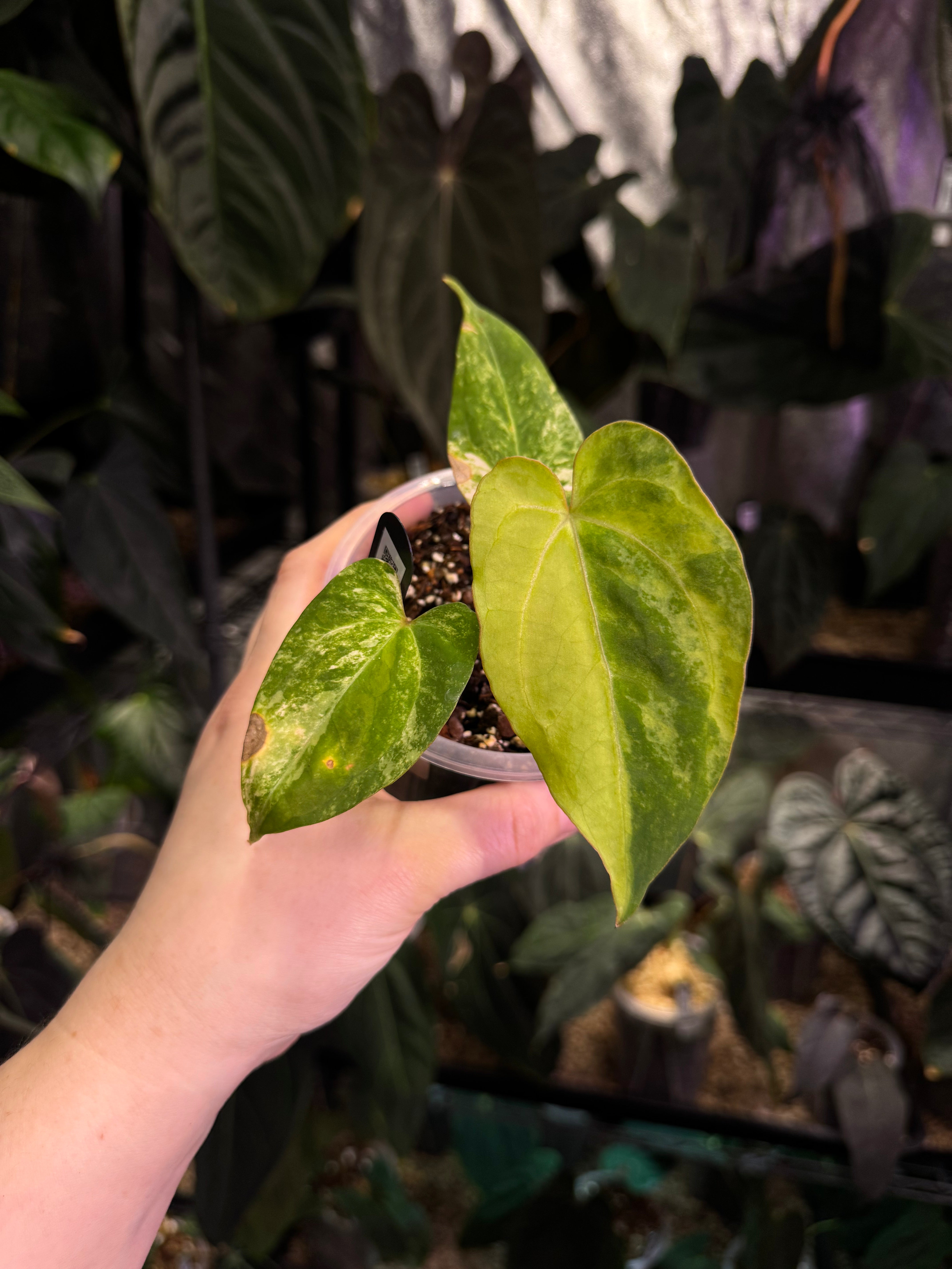 NFS: Anthurium Papillilaminum variegata x RVDP