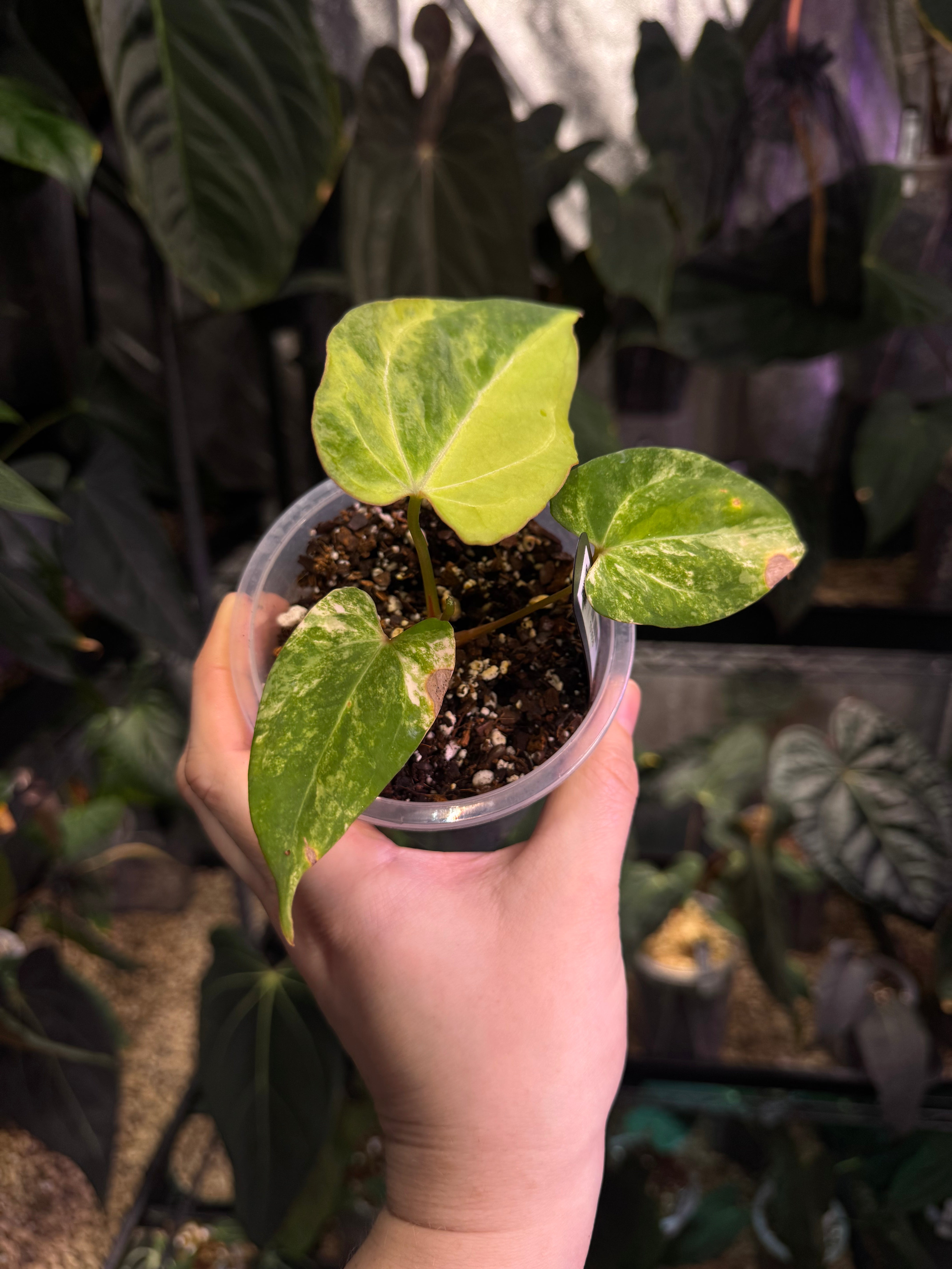 NFS: Anthurium Papillilaminum variegata x RVDP