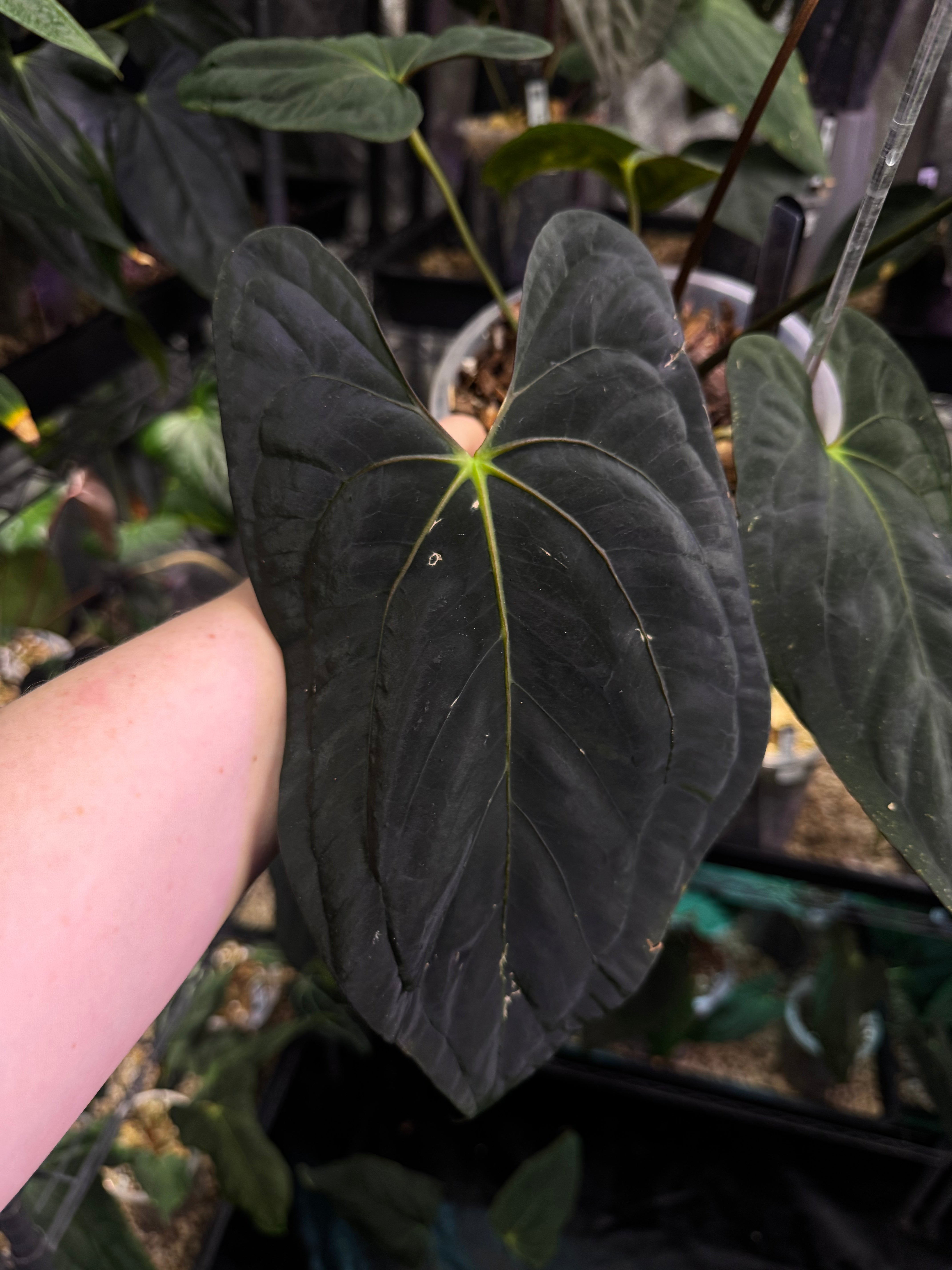 NFS: Anthurium Dark Phoenix x Fort Sherman