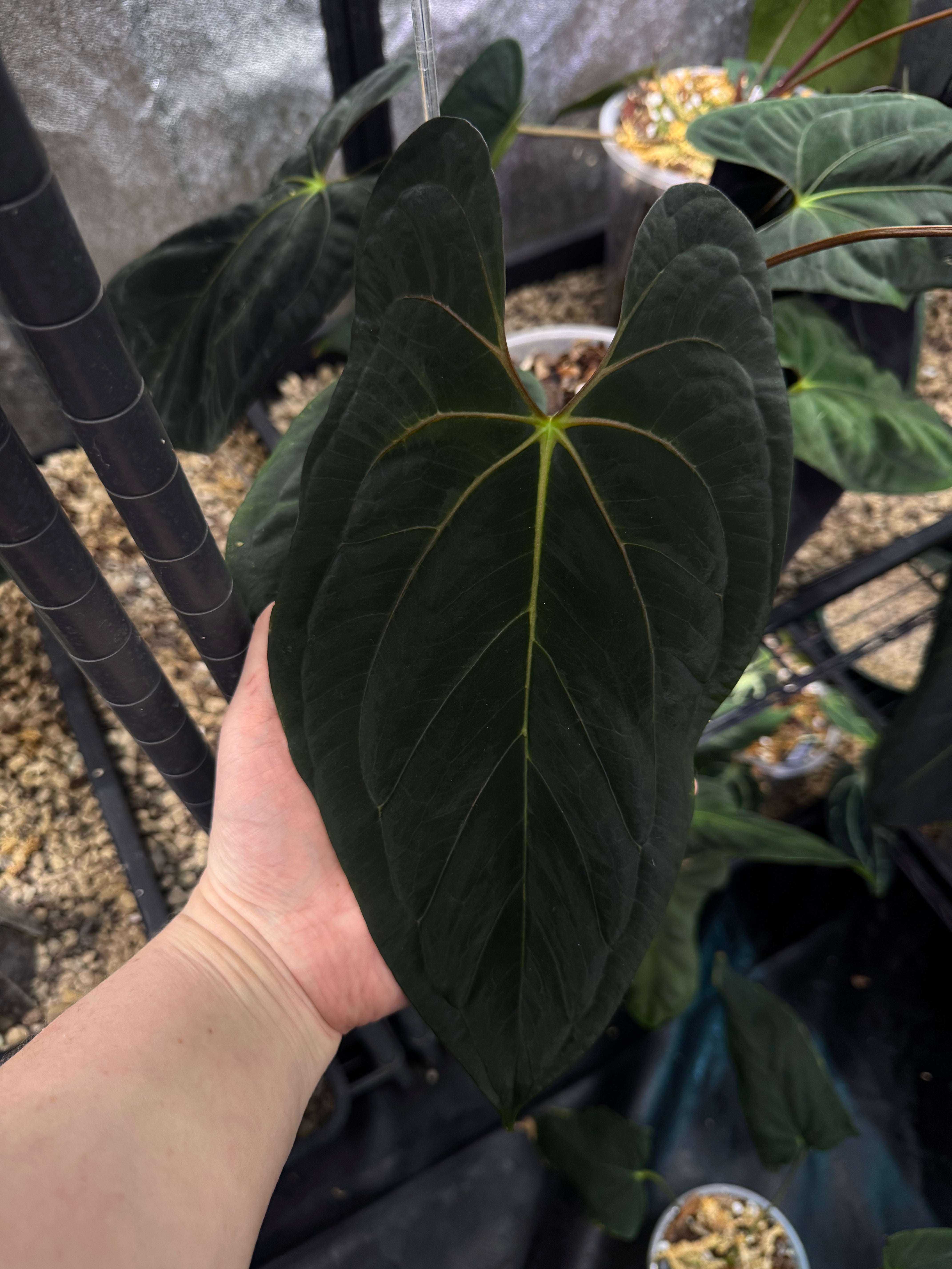 NFS: Anthurium Dark Phoenix x Fort Sherman