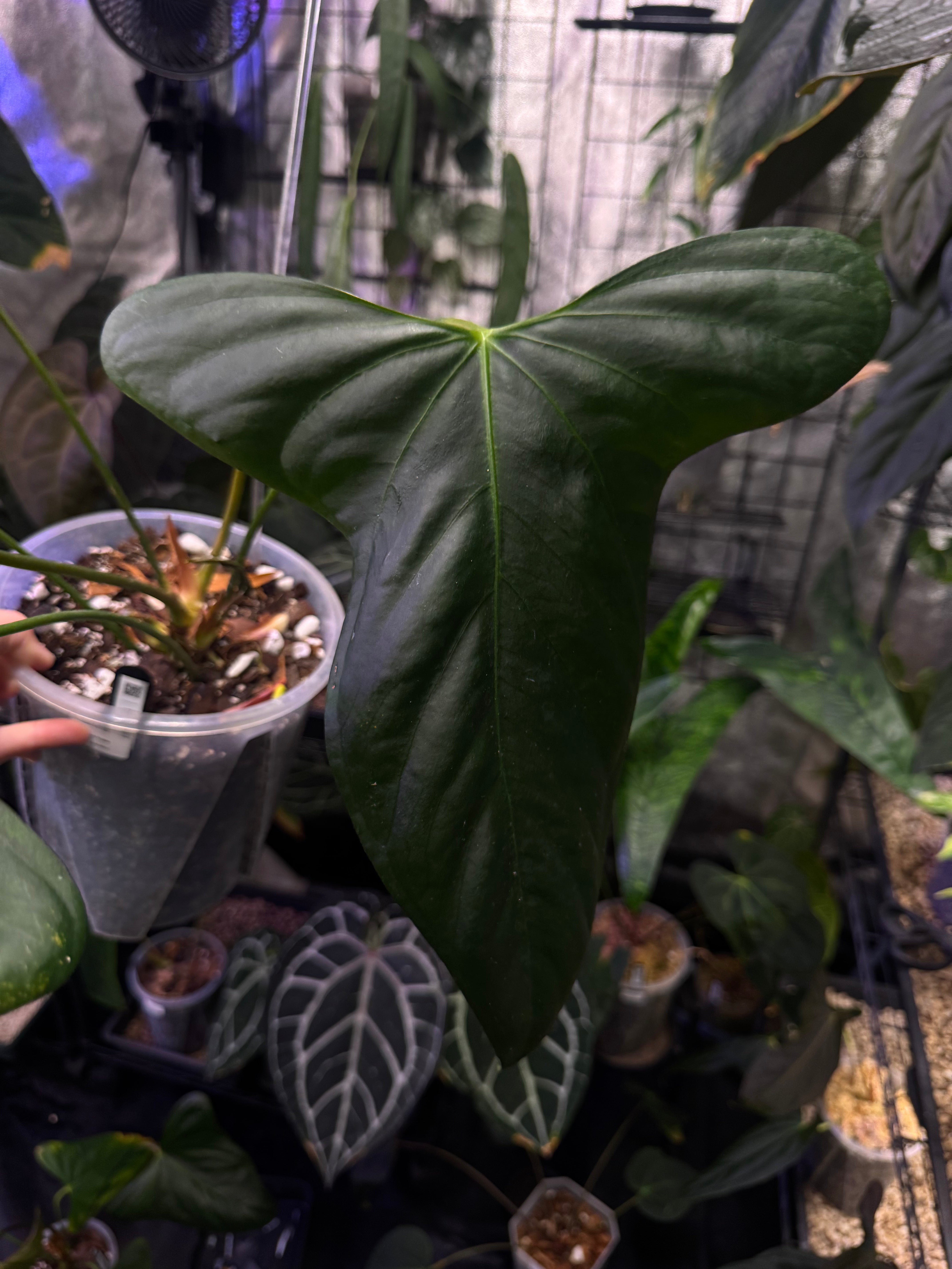 NFS: Anthurium Indo Portillae