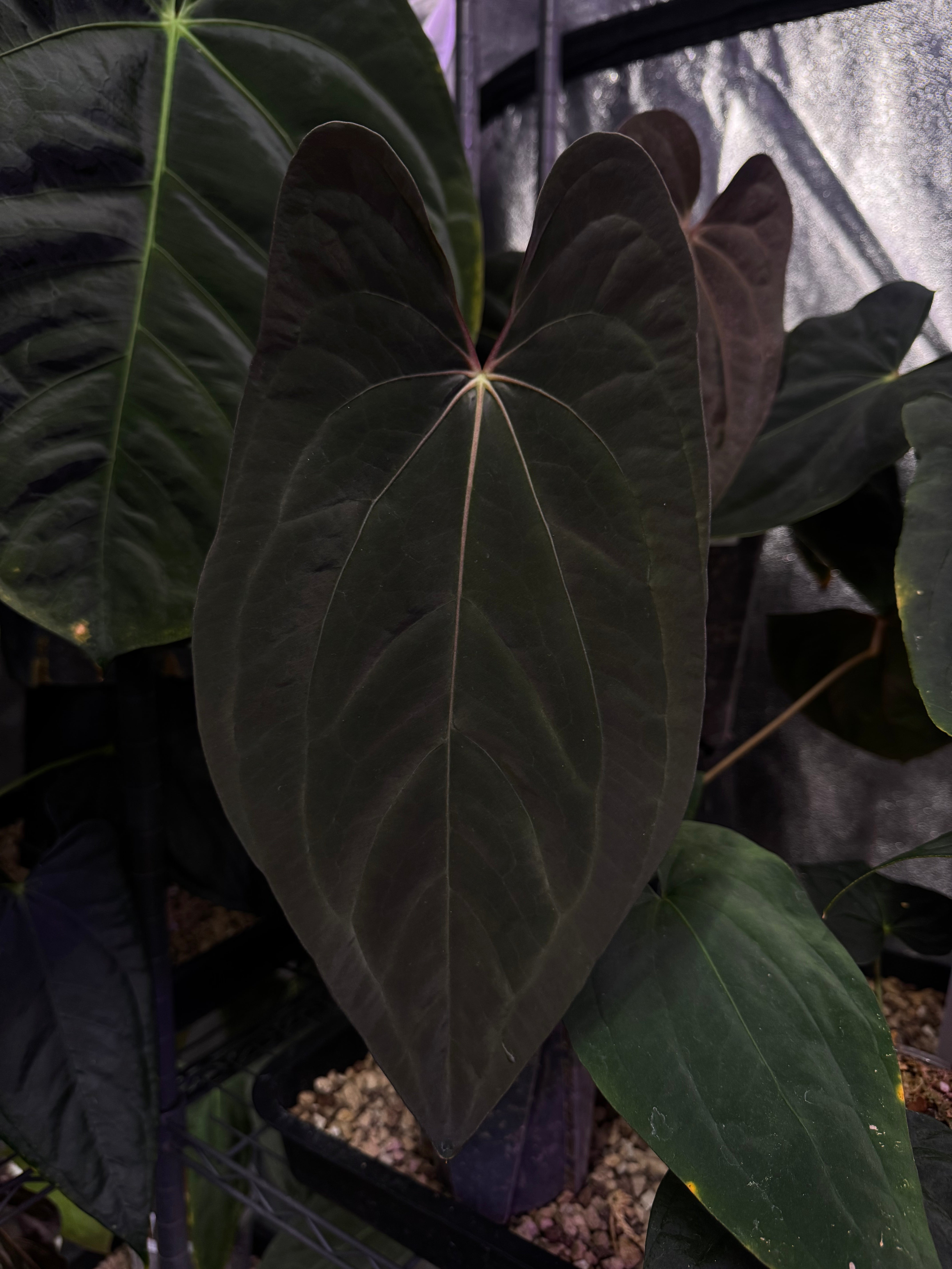 NFS: Anthurium Papillilaminum WU1 x BVEP 'Oliver'