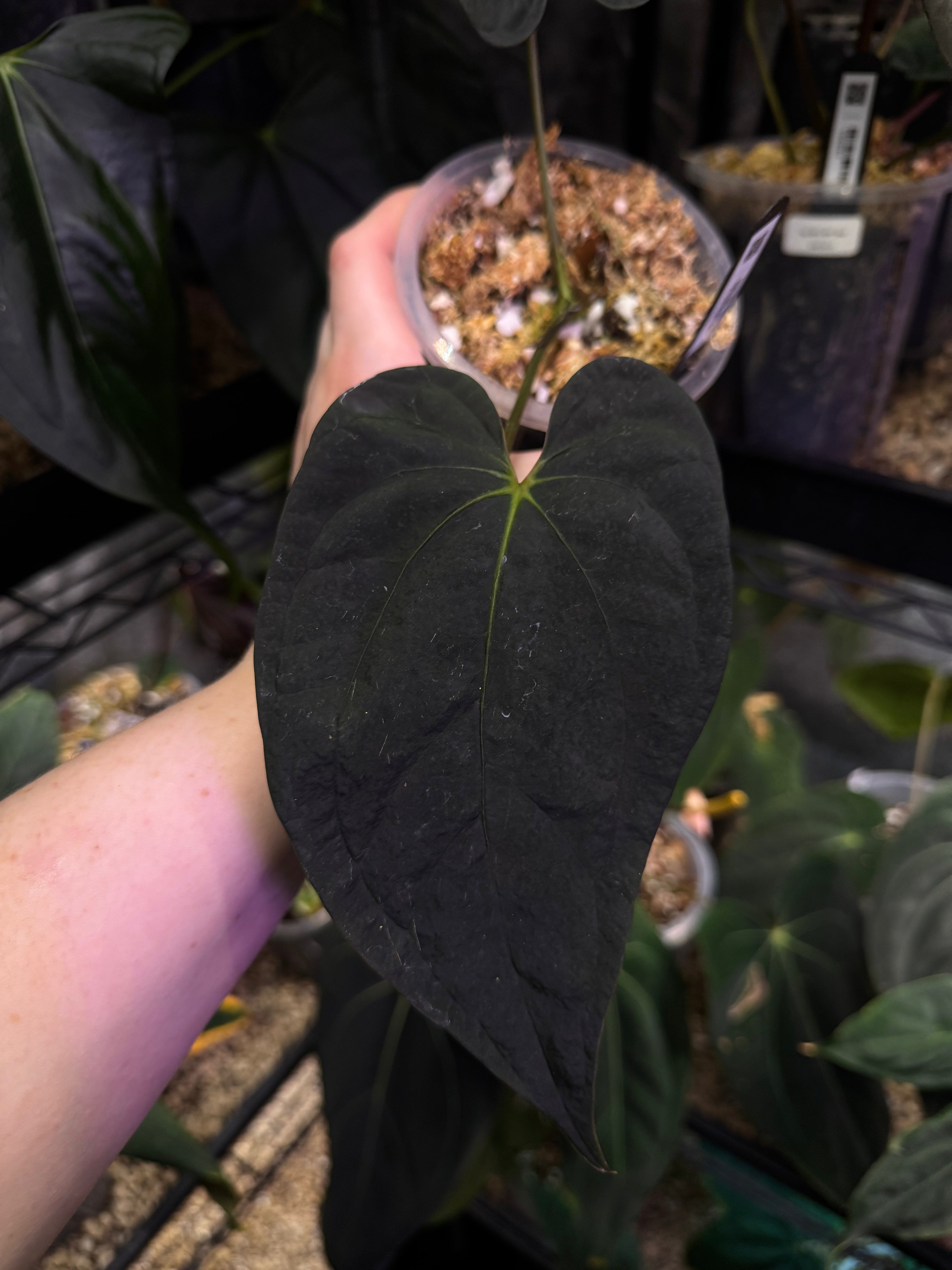 NFS: Anthurium Papillilaminum WU2 x BVEP 'Mushroom'