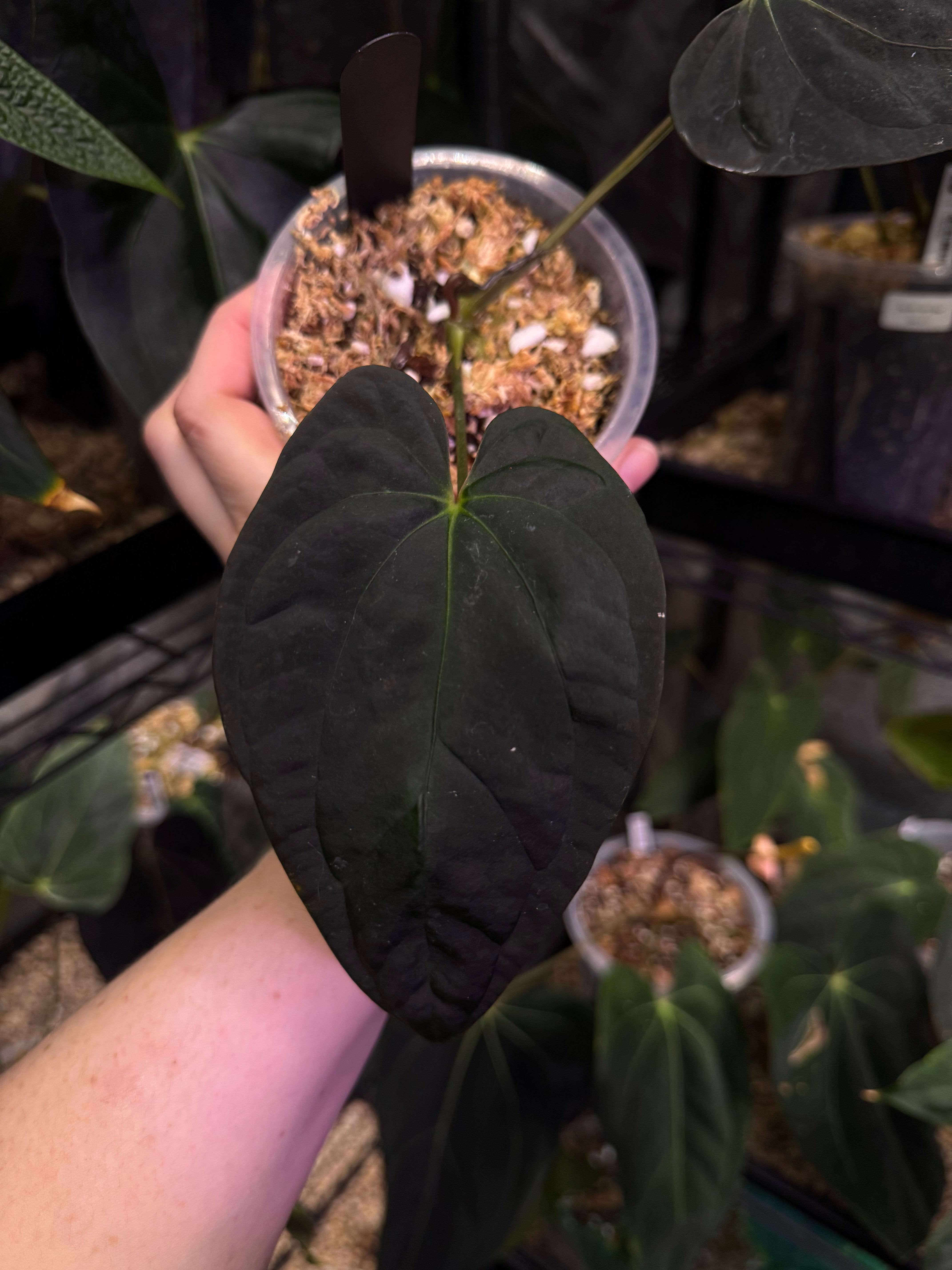 NFS: Anthurium Papillilaminum WU2 x BVEP 'Mushroom'