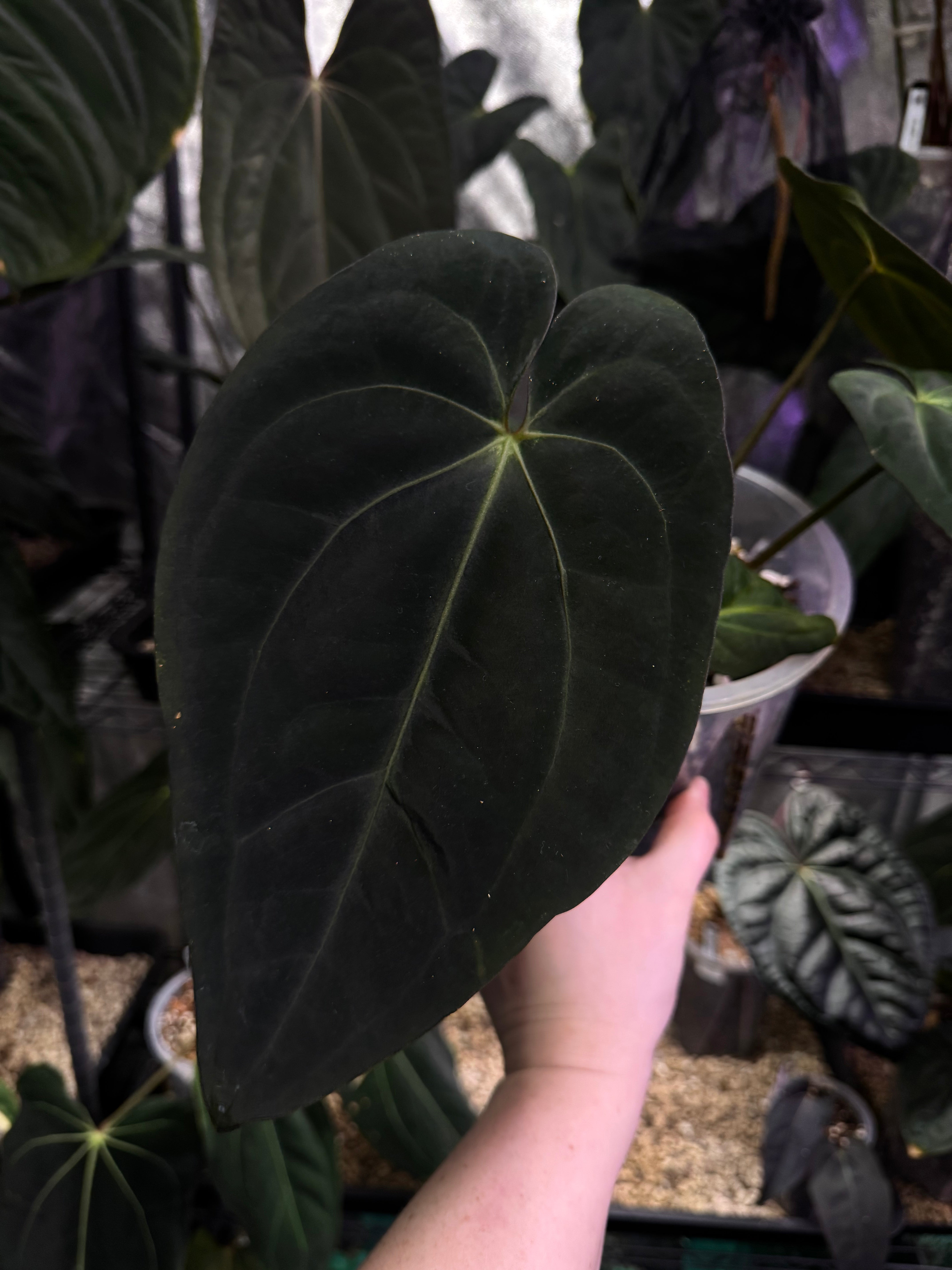 NFS: Anthurium Carlablackiae x Antolakii (BVEP) ‘Oliver’ #2