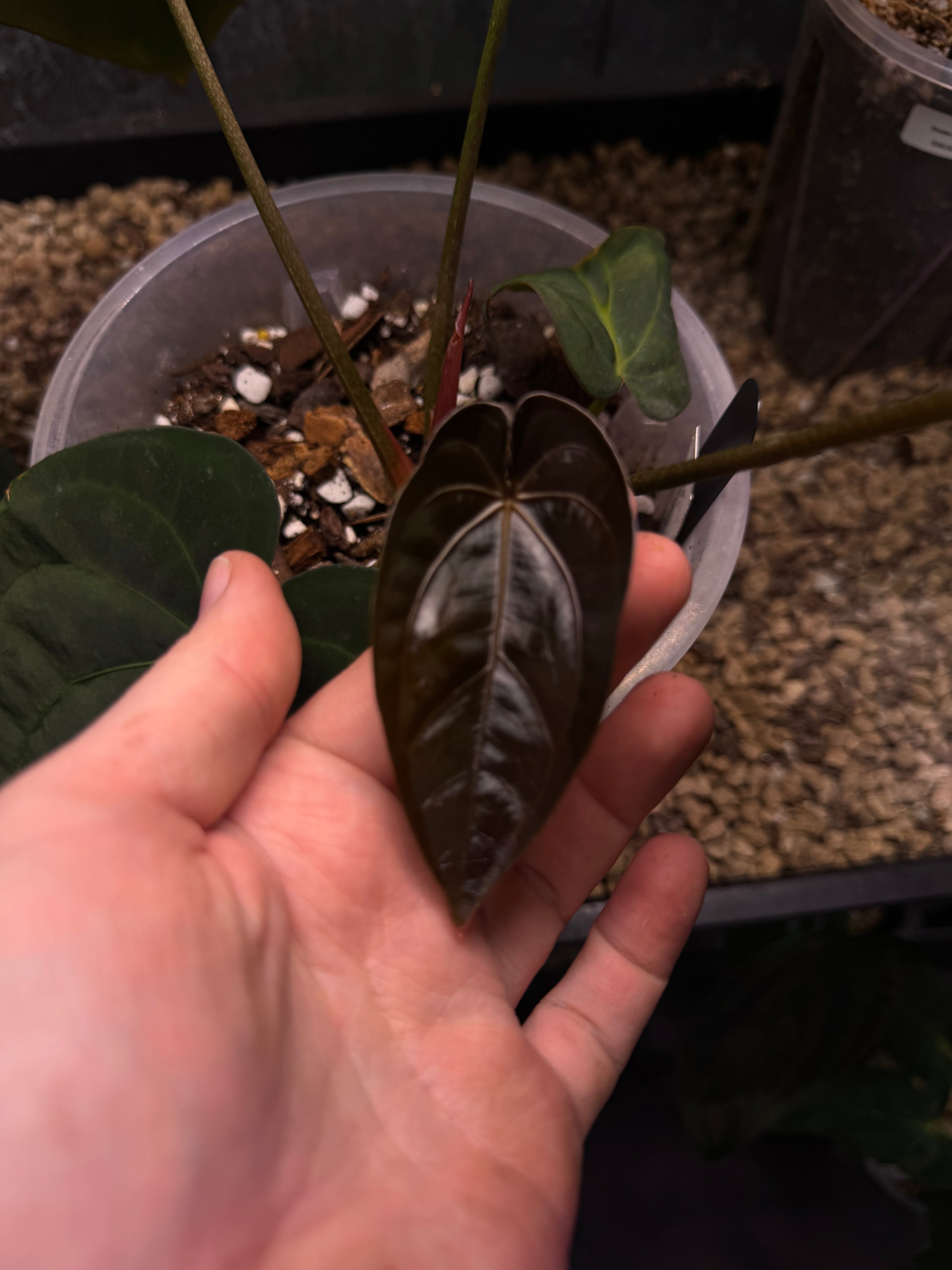 NFS: Anthurium Carlablackiae x Antolakii (BVEP) ‘Oliver’ #2