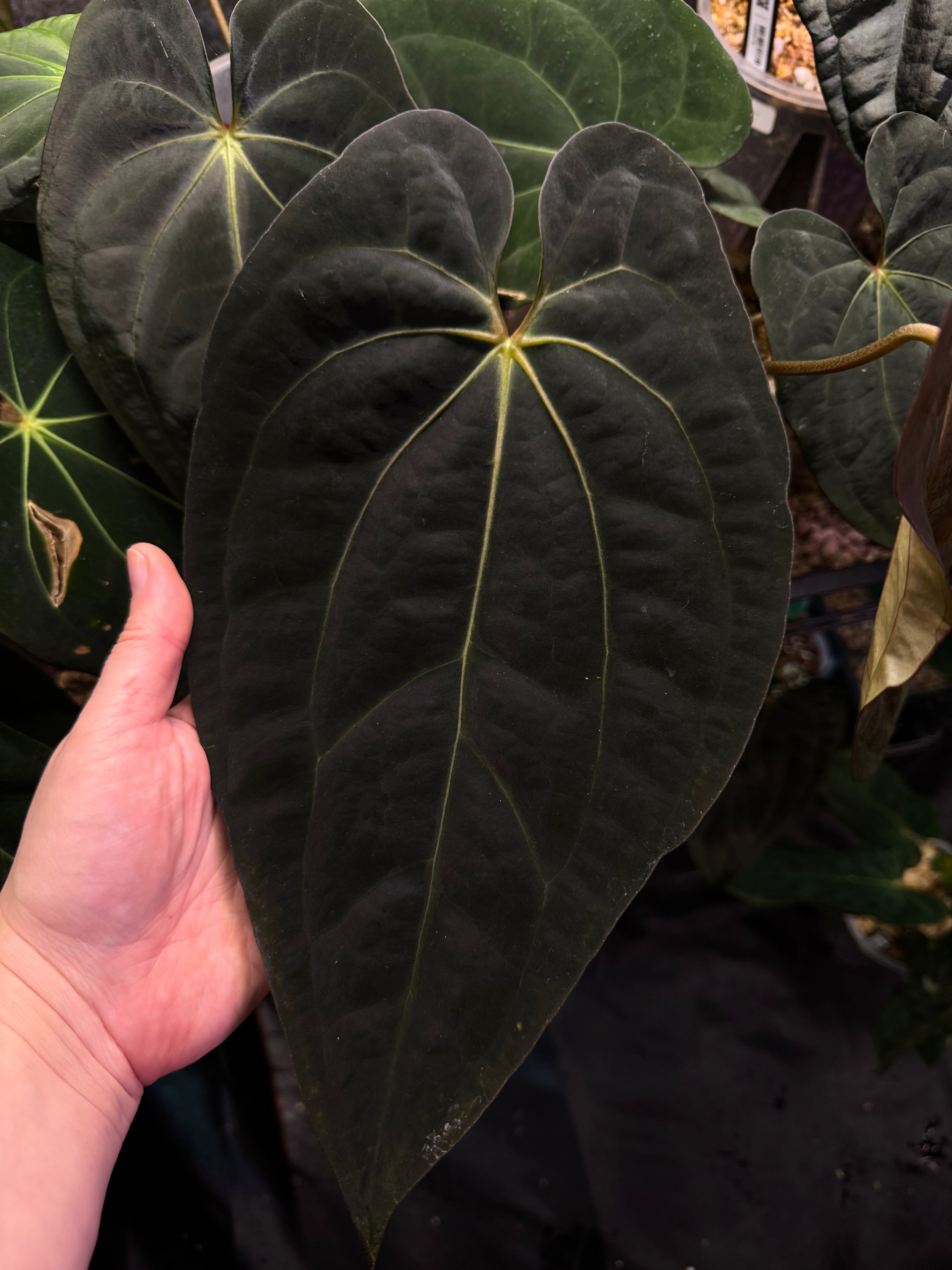 NFS: Anthurium Carlablackiae x Antolakii (BVEP)