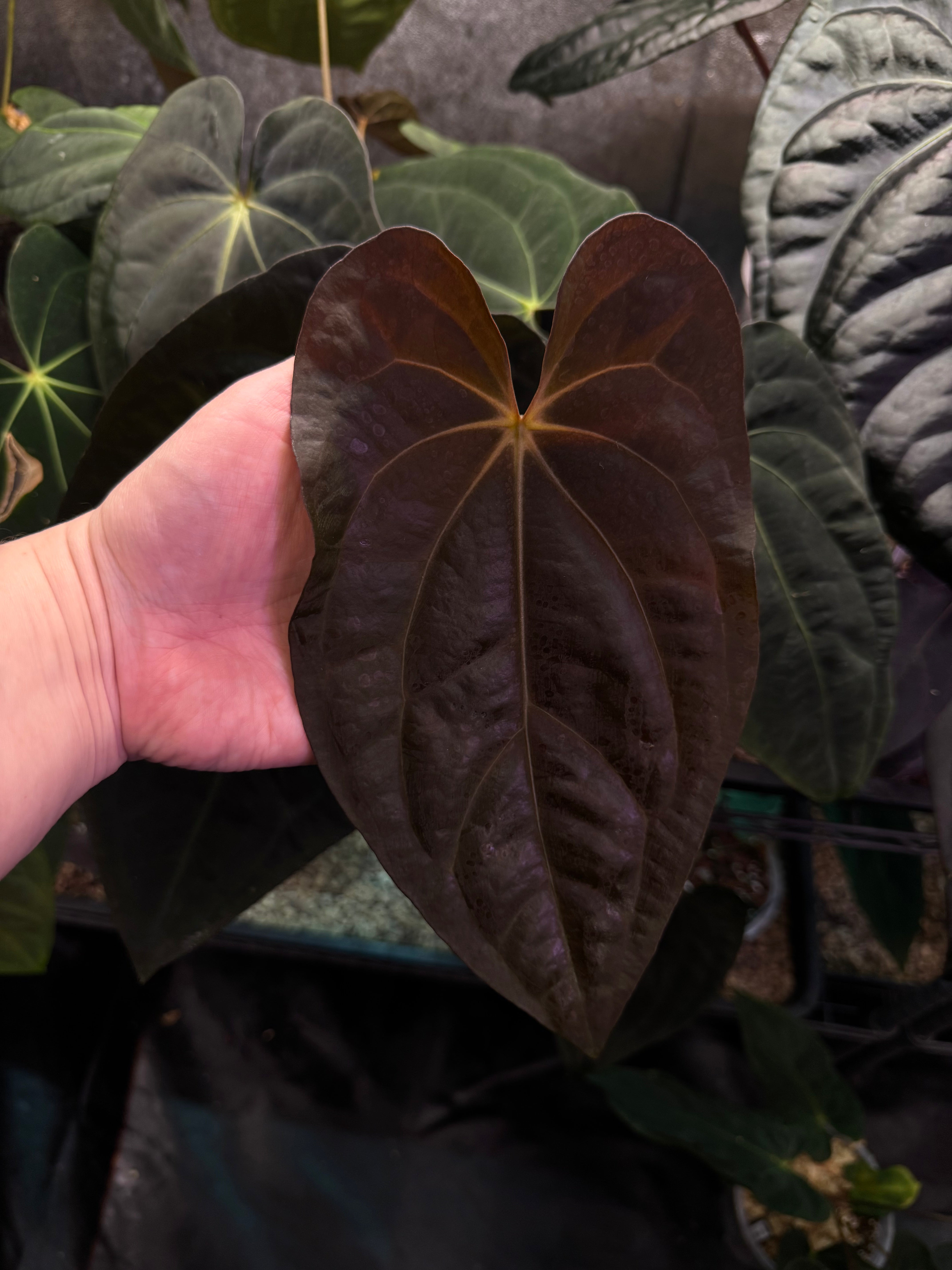 NFS: Anthurium Carlablackiae x Antolakii (BVEP)