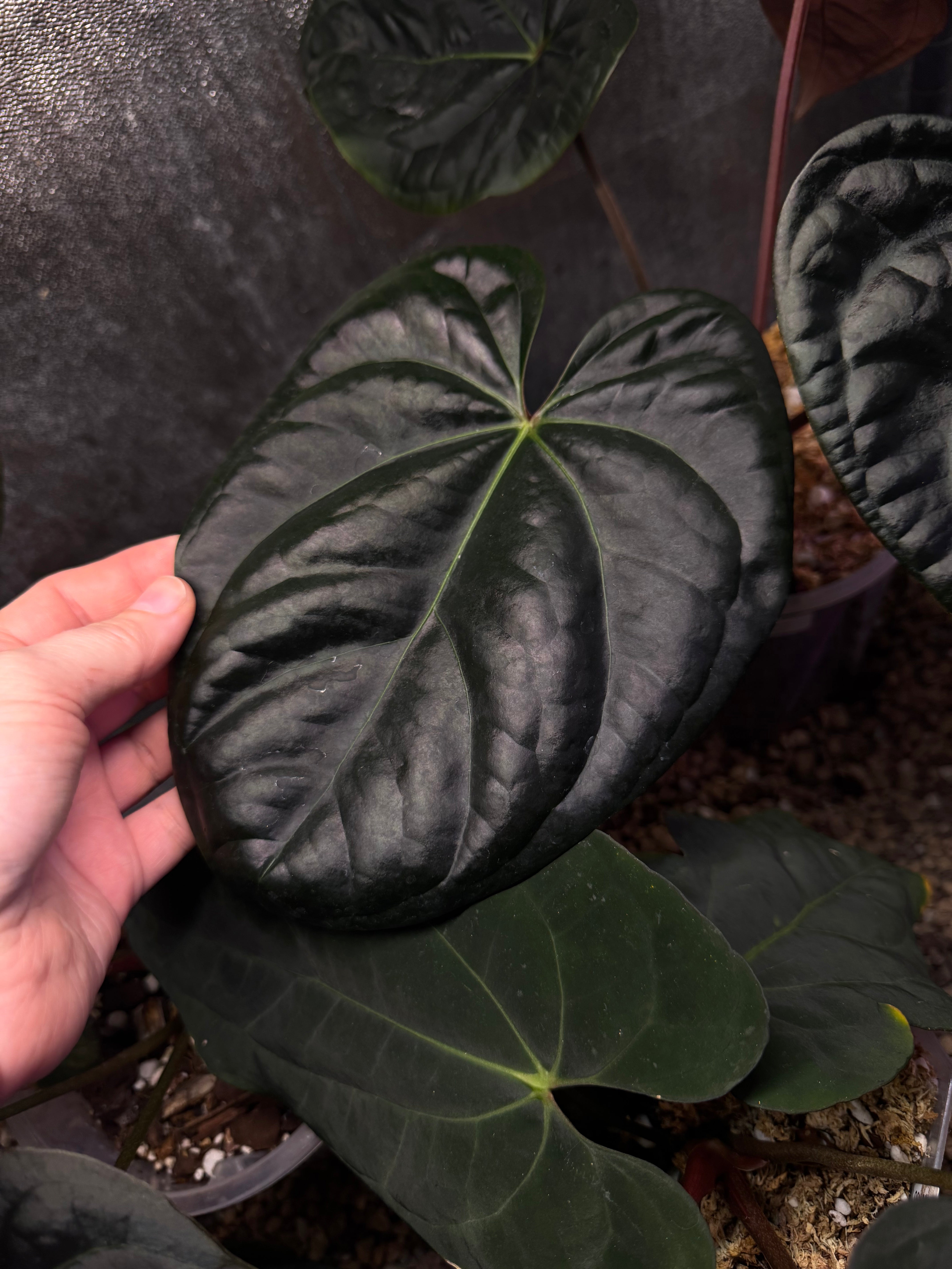 NFS: Anthurium Besseae aff x Luxurians