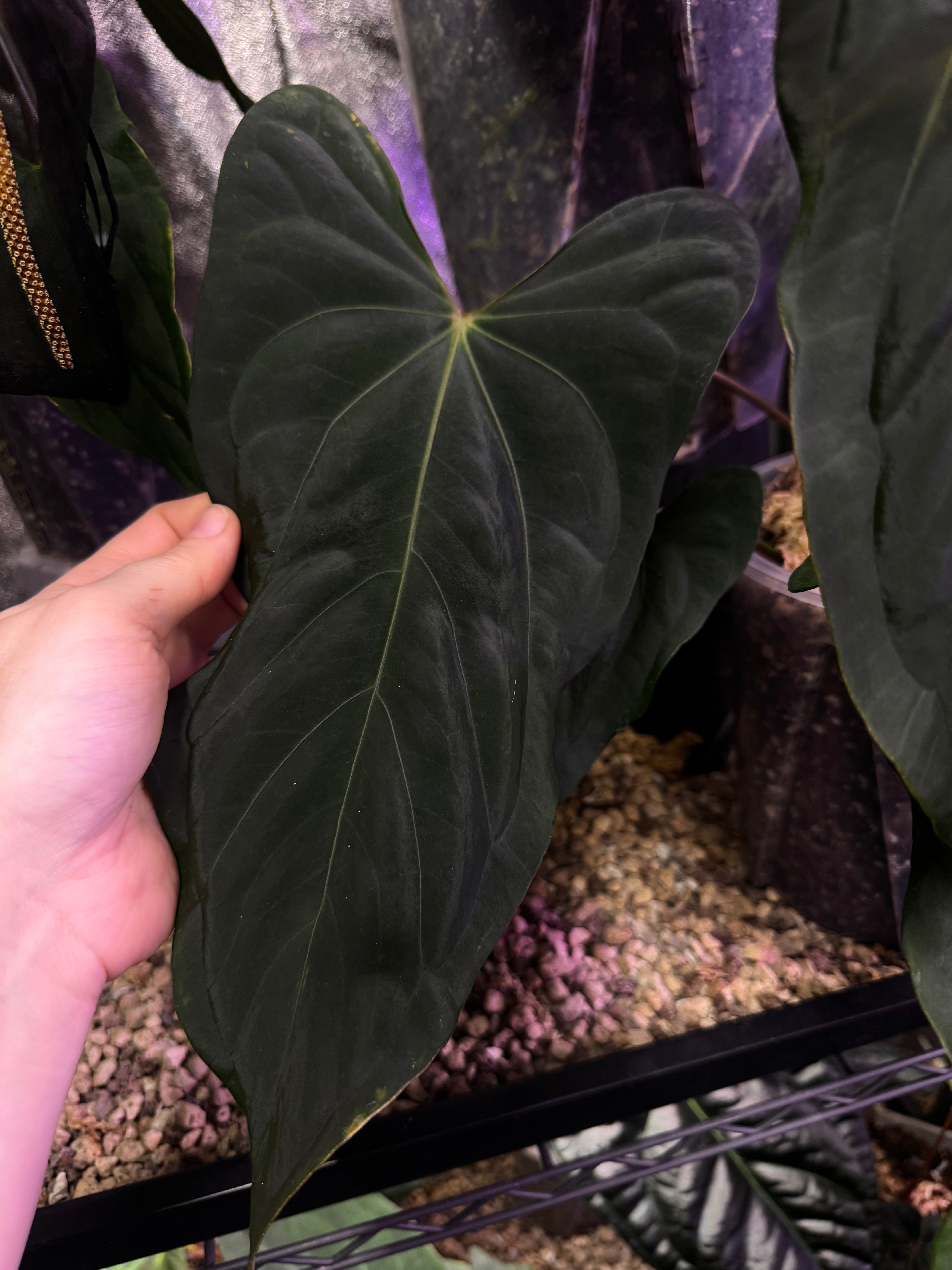 NFS: Anthurium (Subsignatum x Papillilaminum 'Marie') x FSxRL ‘Grim Reaper’