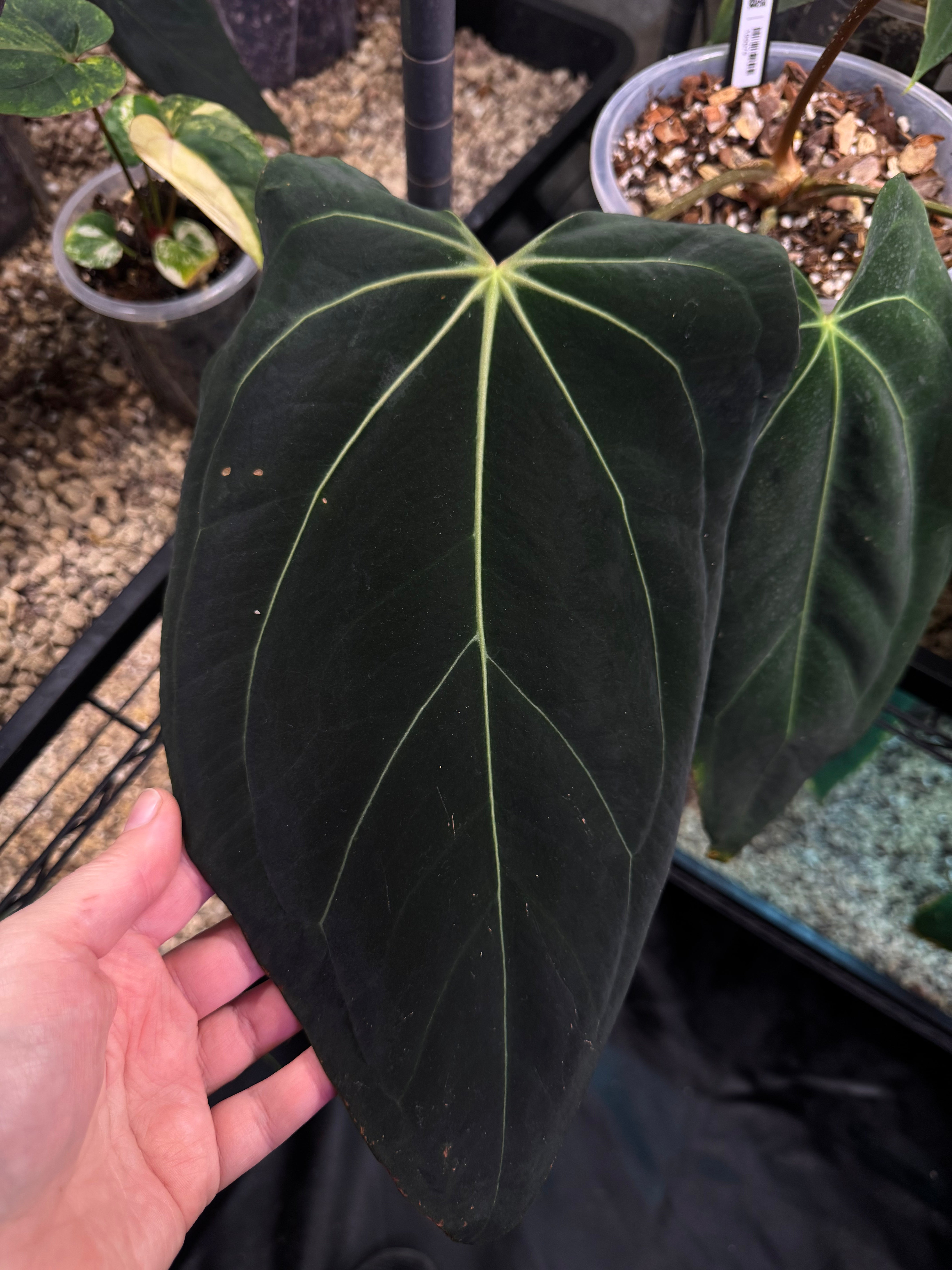 NFS: Anthurium NSE Carlablackiae x