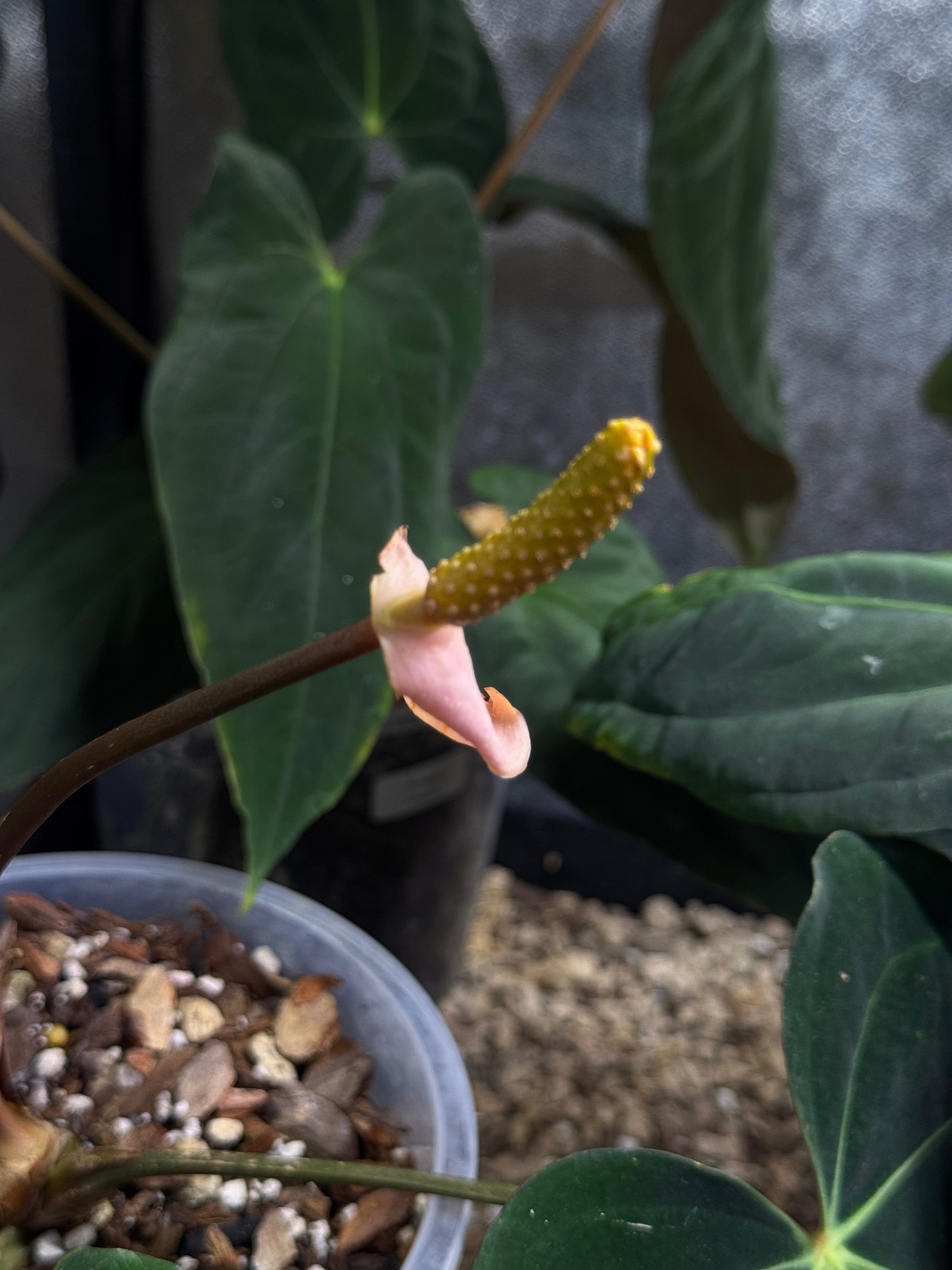 NFS: Anthurium NSE Carlablackiae x