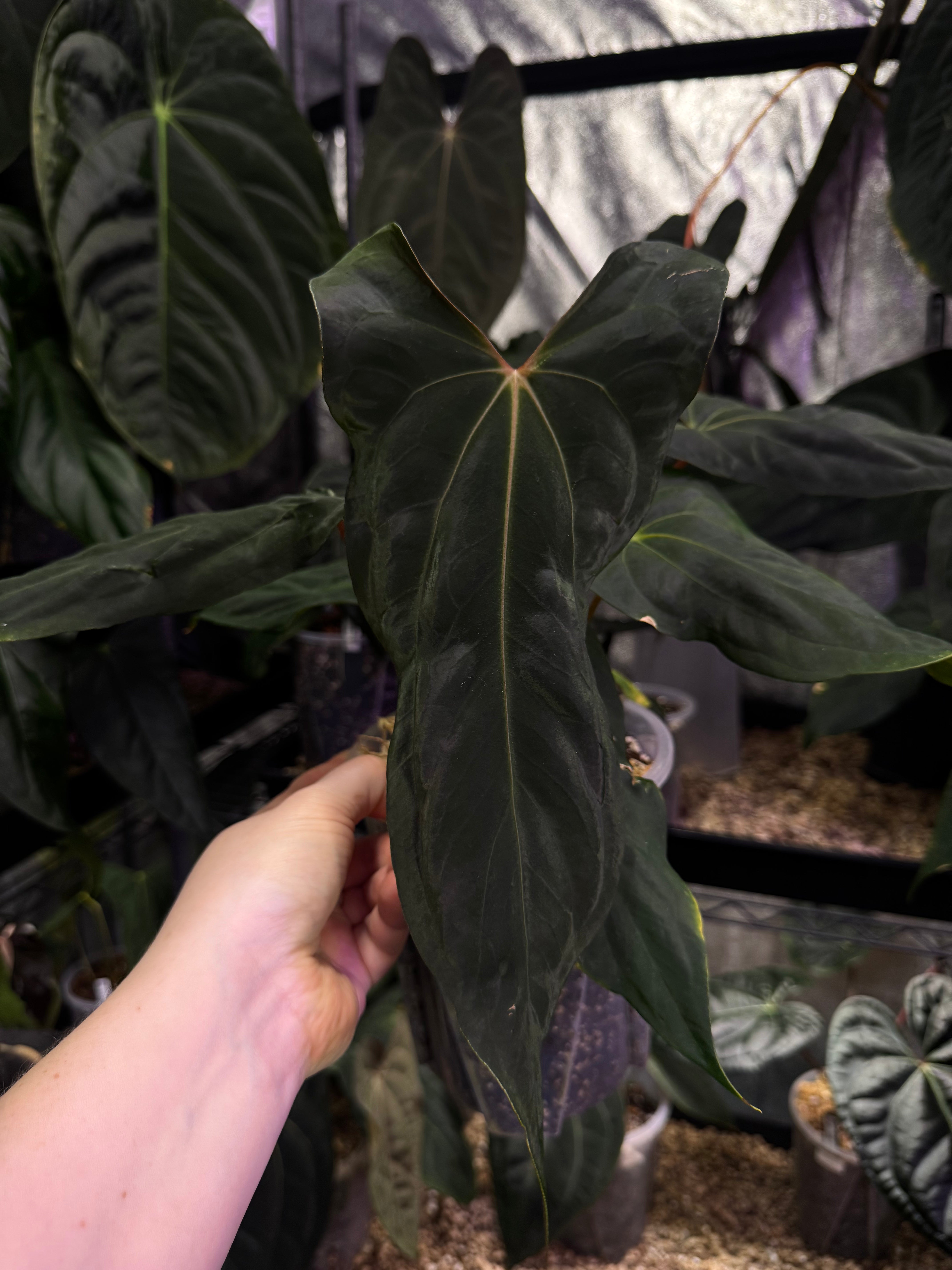 NFS: Anthurium Papillilaminum ‘Marie’ x RLxFS ‘Grim Reaper’