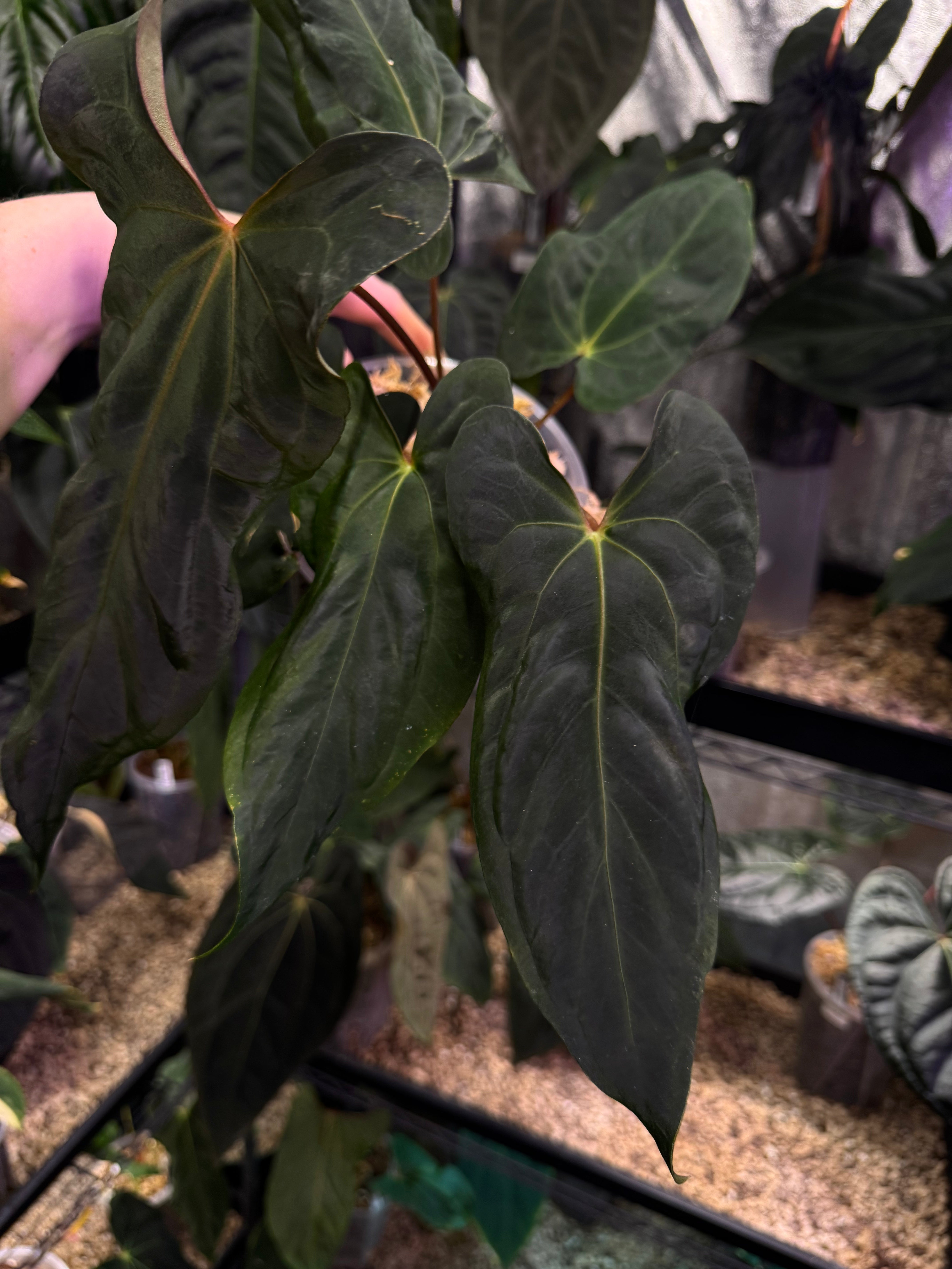 NFS: Anthurium Papillilaminum ‘Marie’ x RLxFS ‘Grim Reaper’