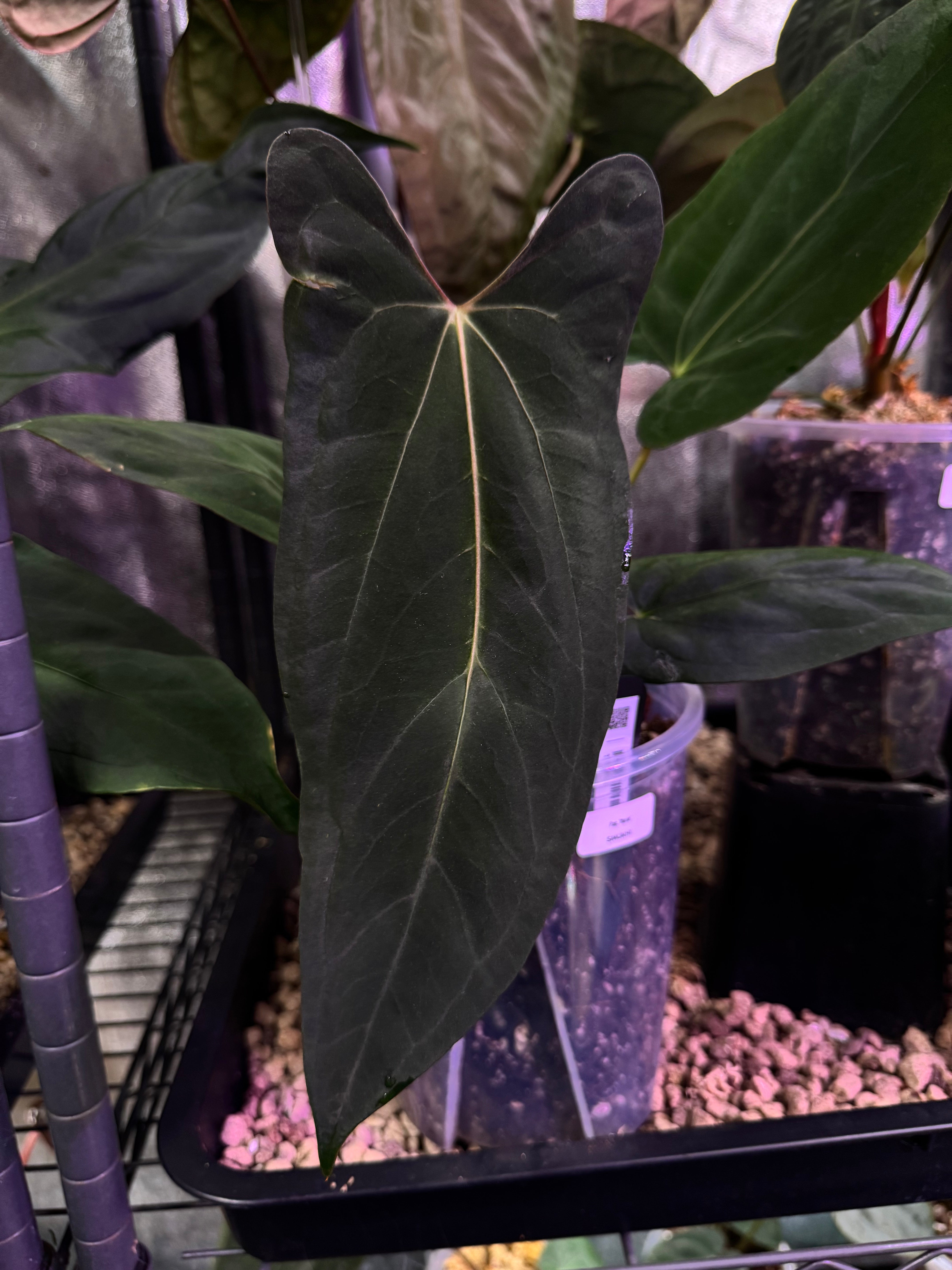 NFS: Anthurium Papillilaminum 'Marie'