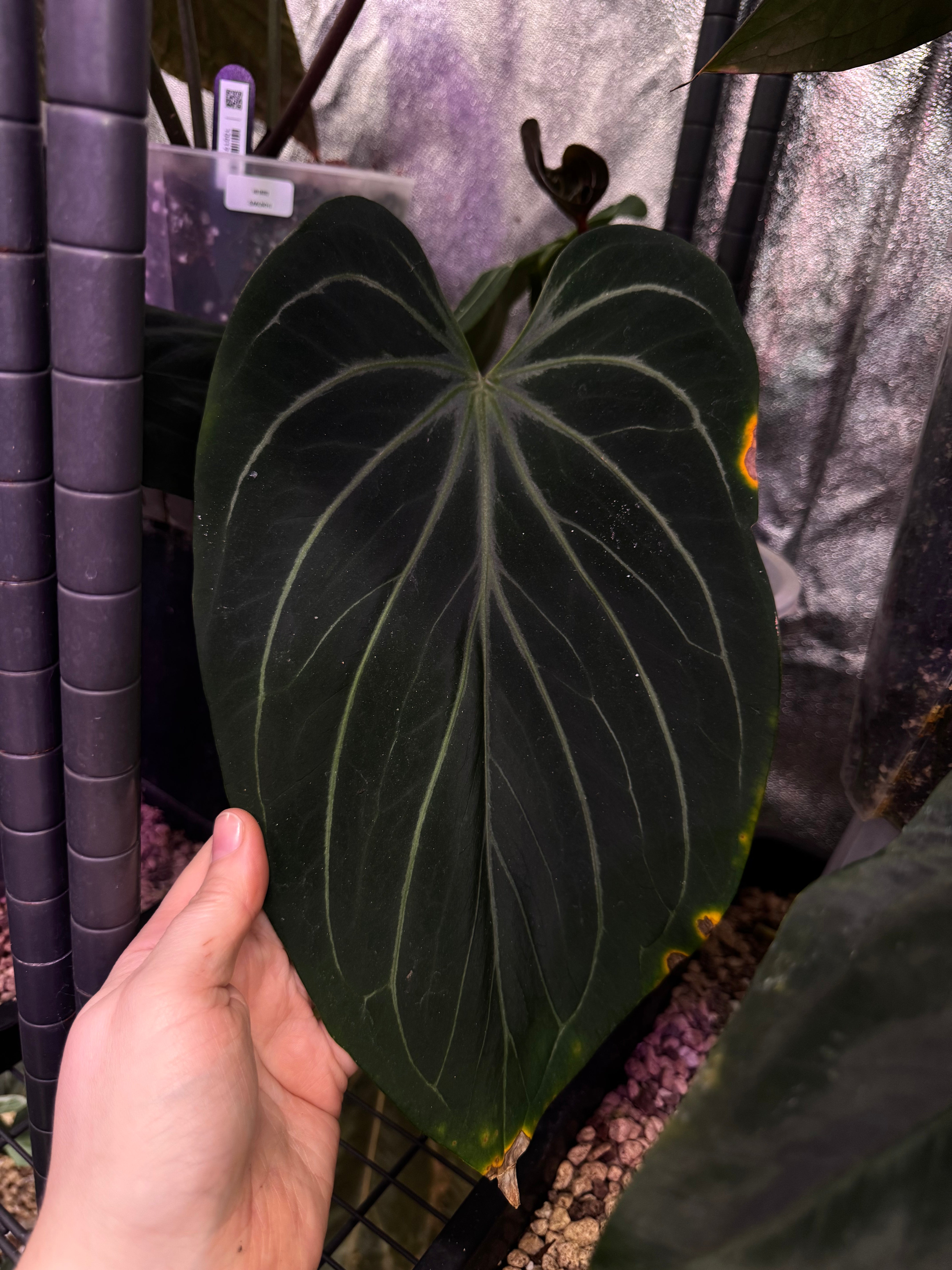 NFS: Anthurium HU ‘Bullet’