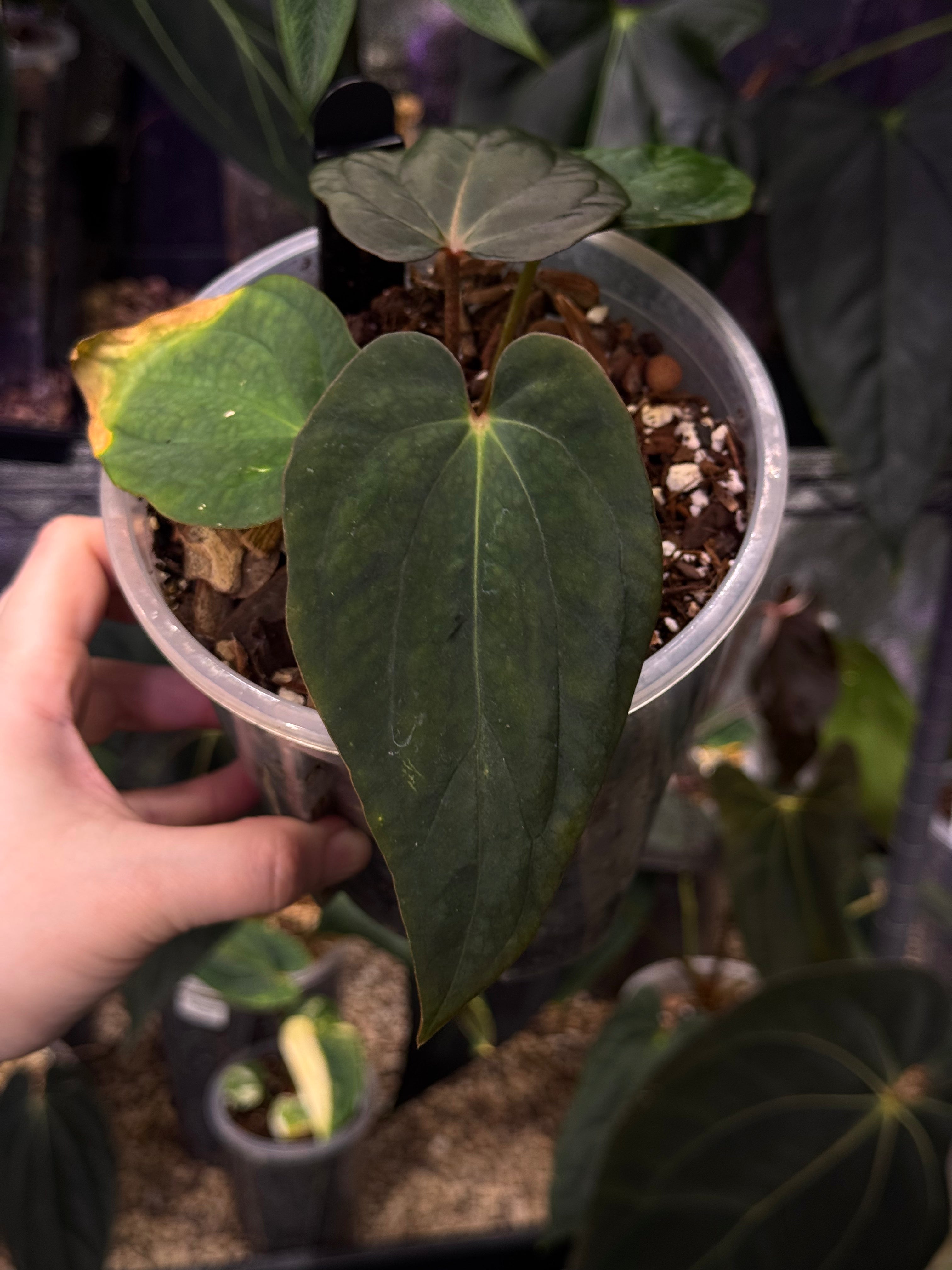 NFS: Anthurium Antolakii / BVEP RF1 x 'Dark Star' #2