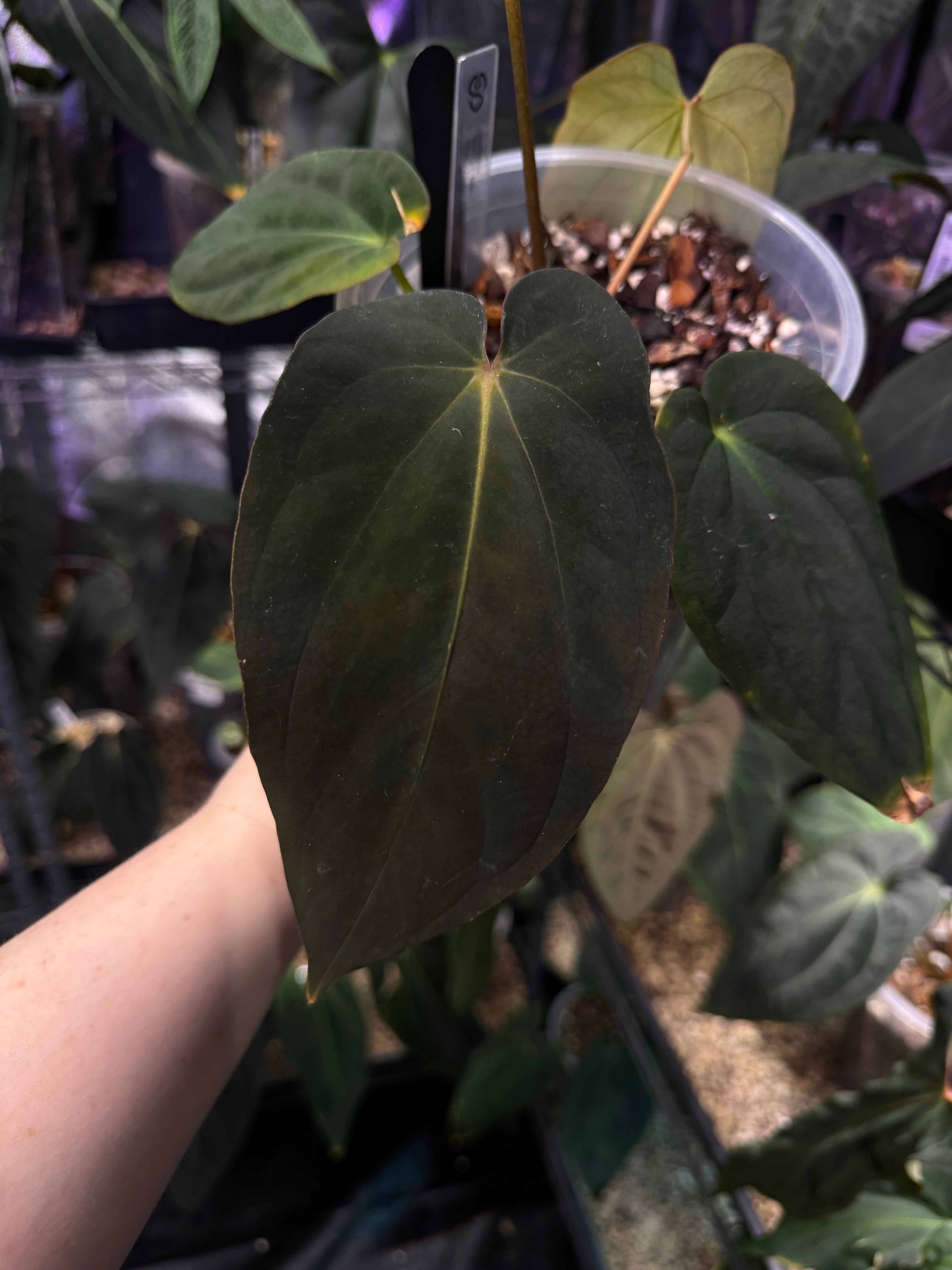 NFS: Anthurium Antolakii (BVEP) Round x Felix #2