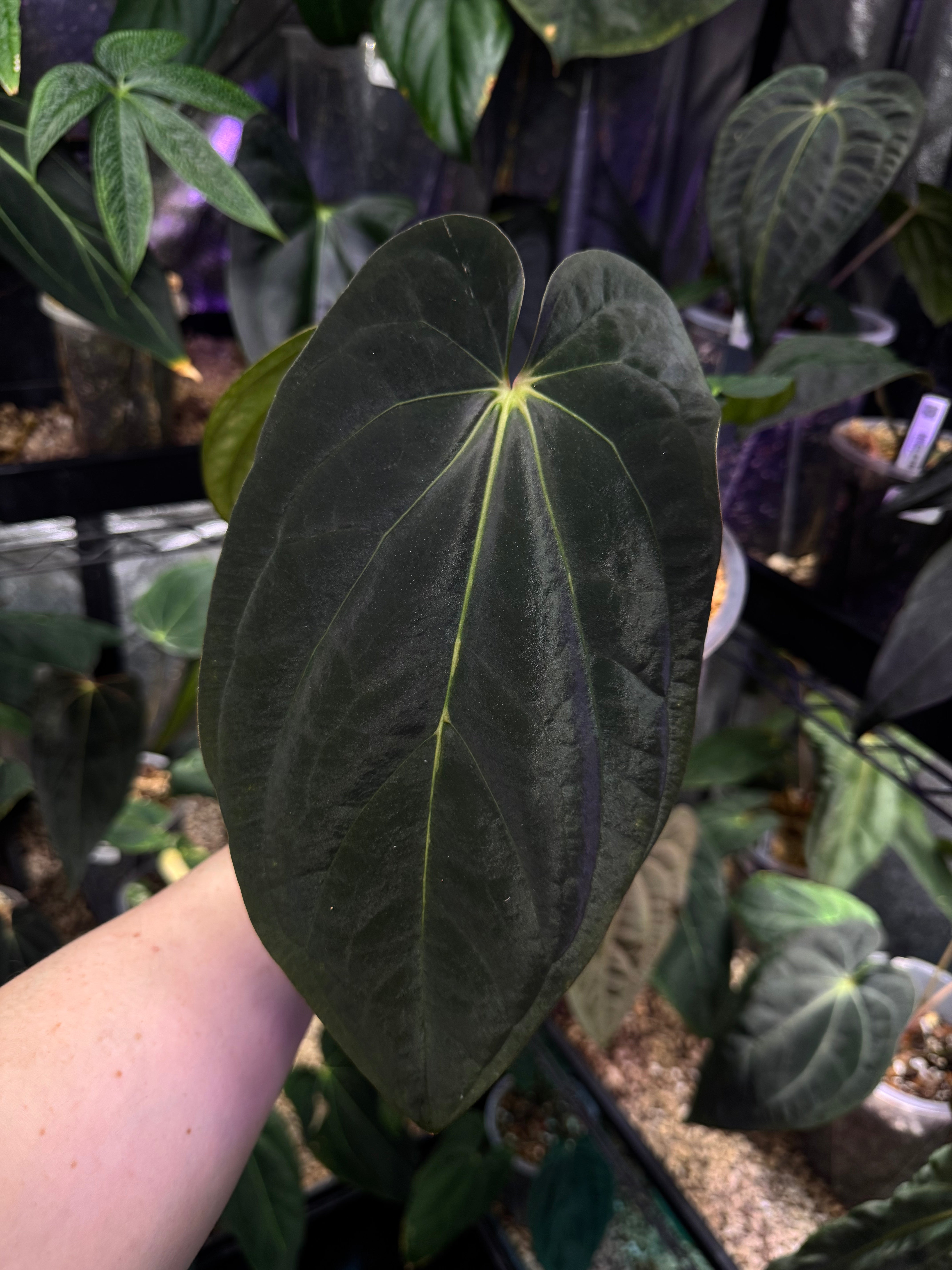 NFS: Anthurium BVEP Scott - Rare Finds for Refined Collections