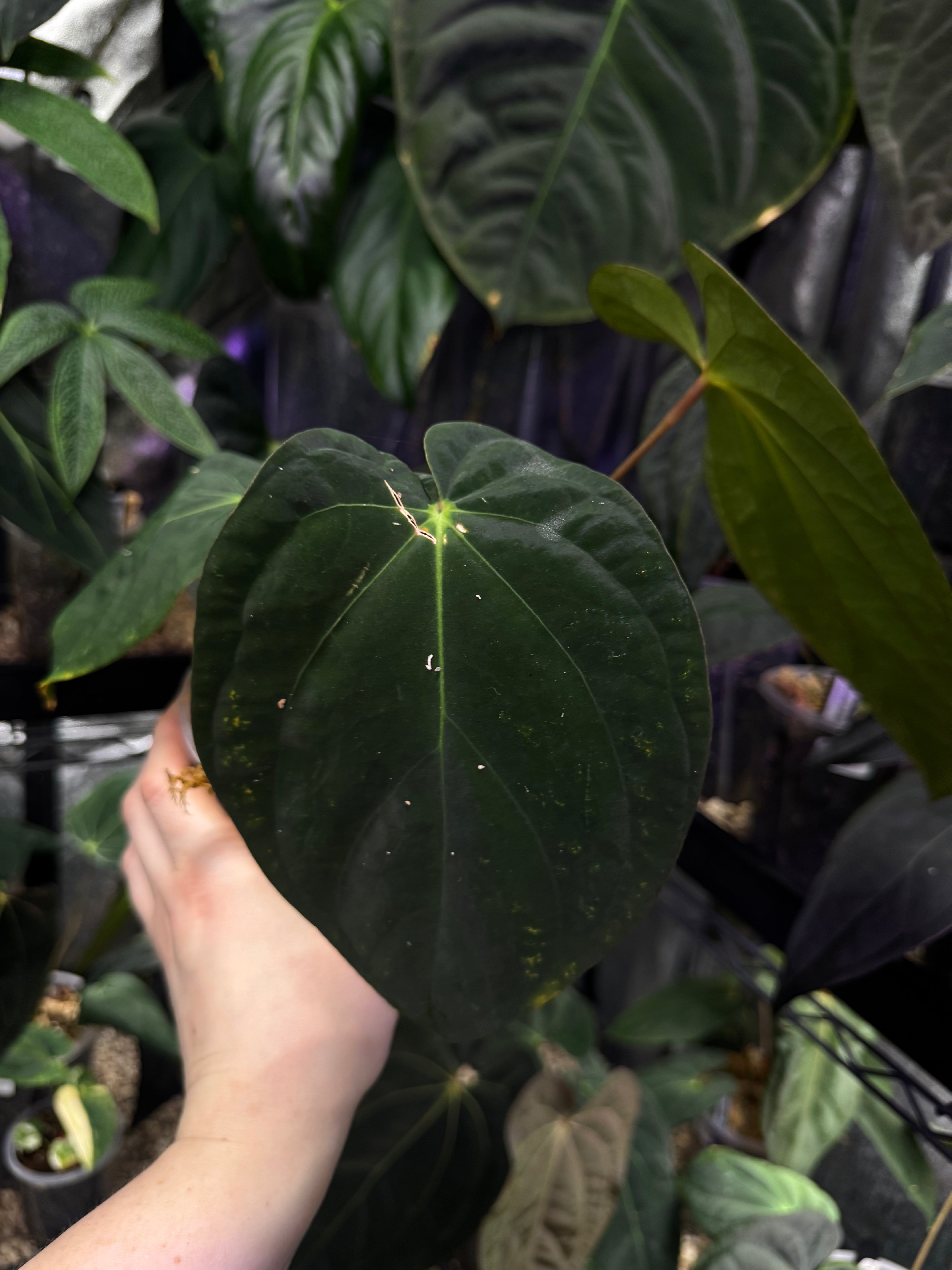 NFS: Anthurium BVEP (Scott)