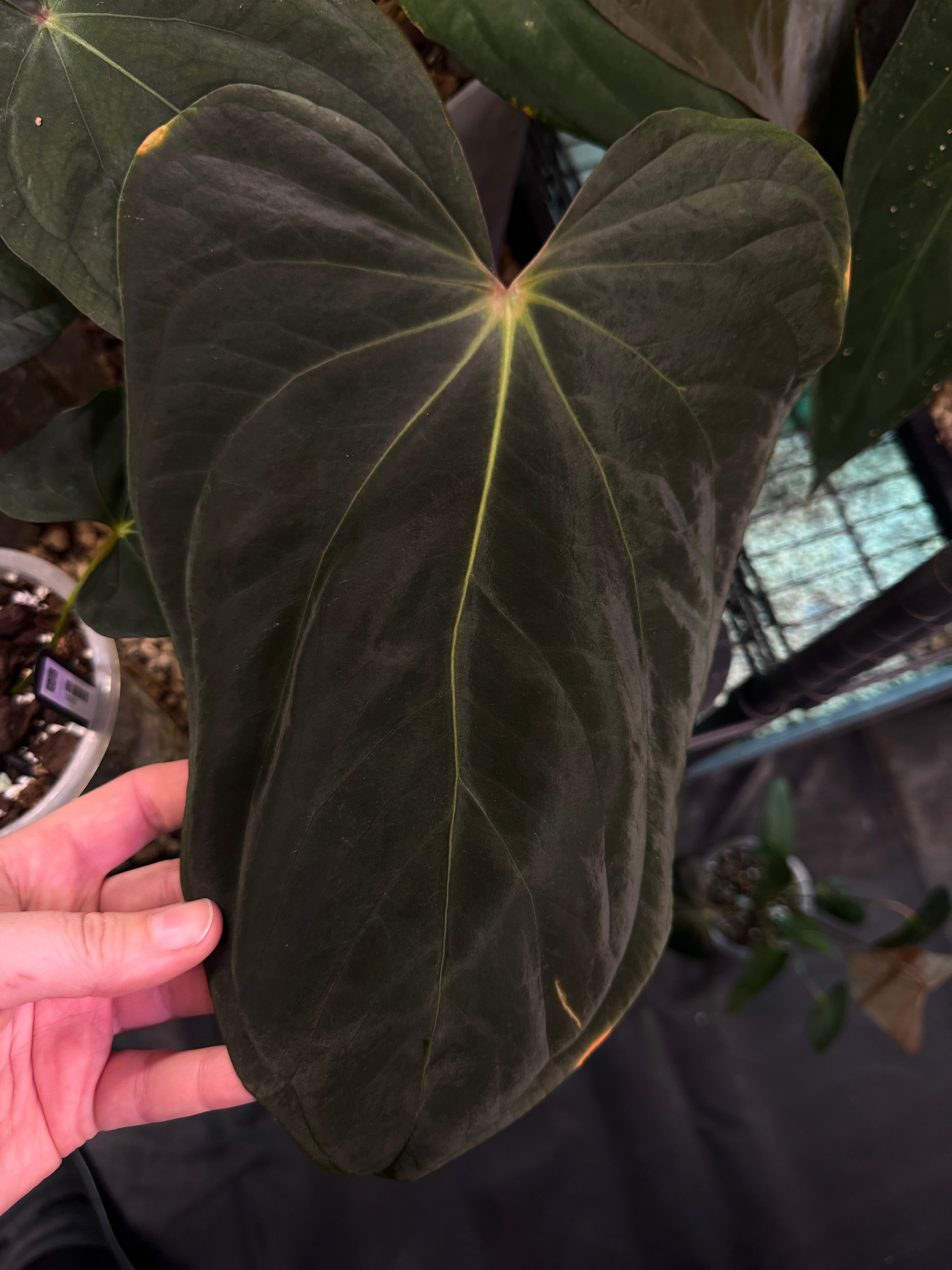 NFS: Anthurium BVEP 'Oliver' x self