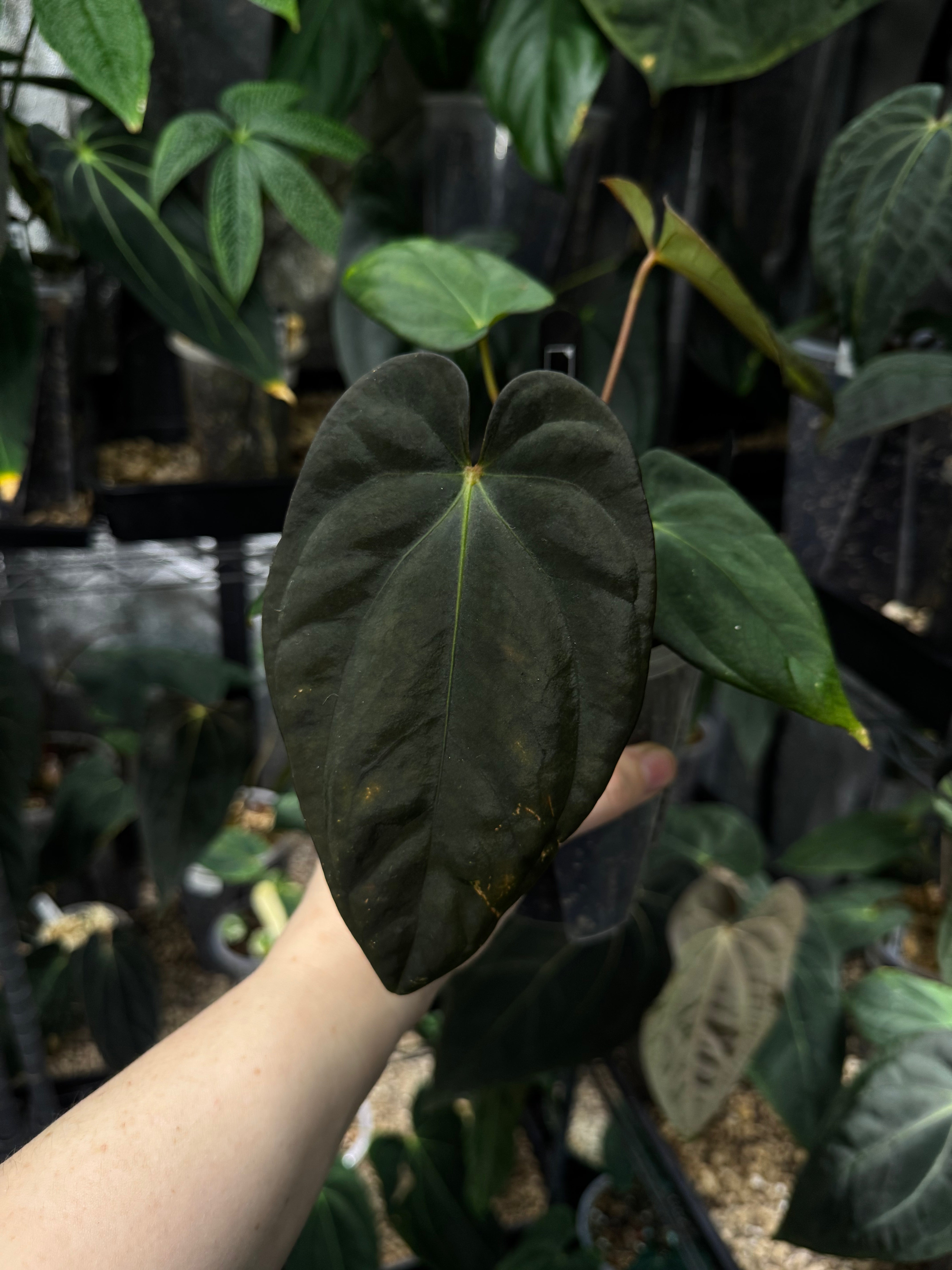 NFS: Anthurium Antolakii / BVEP (Round x Felix) x Felix #4